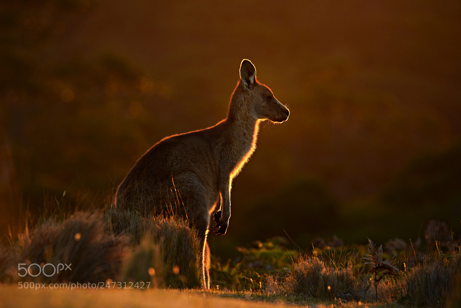 Nikon D800E sample photo. Forester kangaroo in the photography