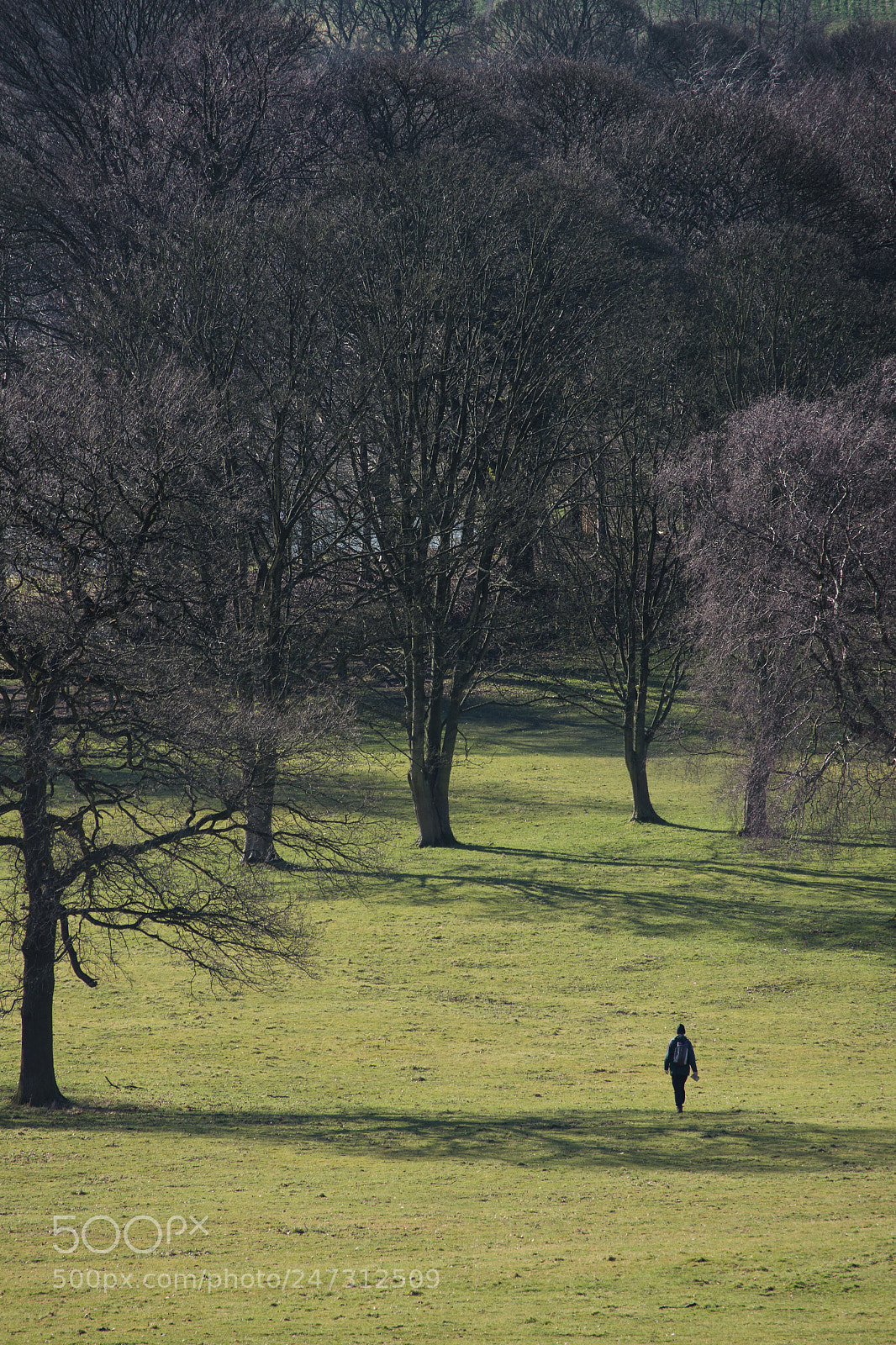 Nikon D7200 sample photo. A walk in the photography