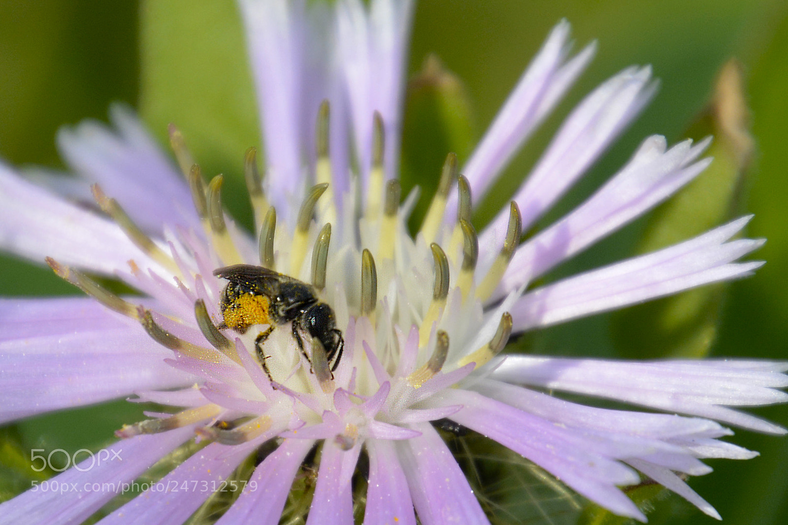 Nikon D5200 sample photo. Febrero photography