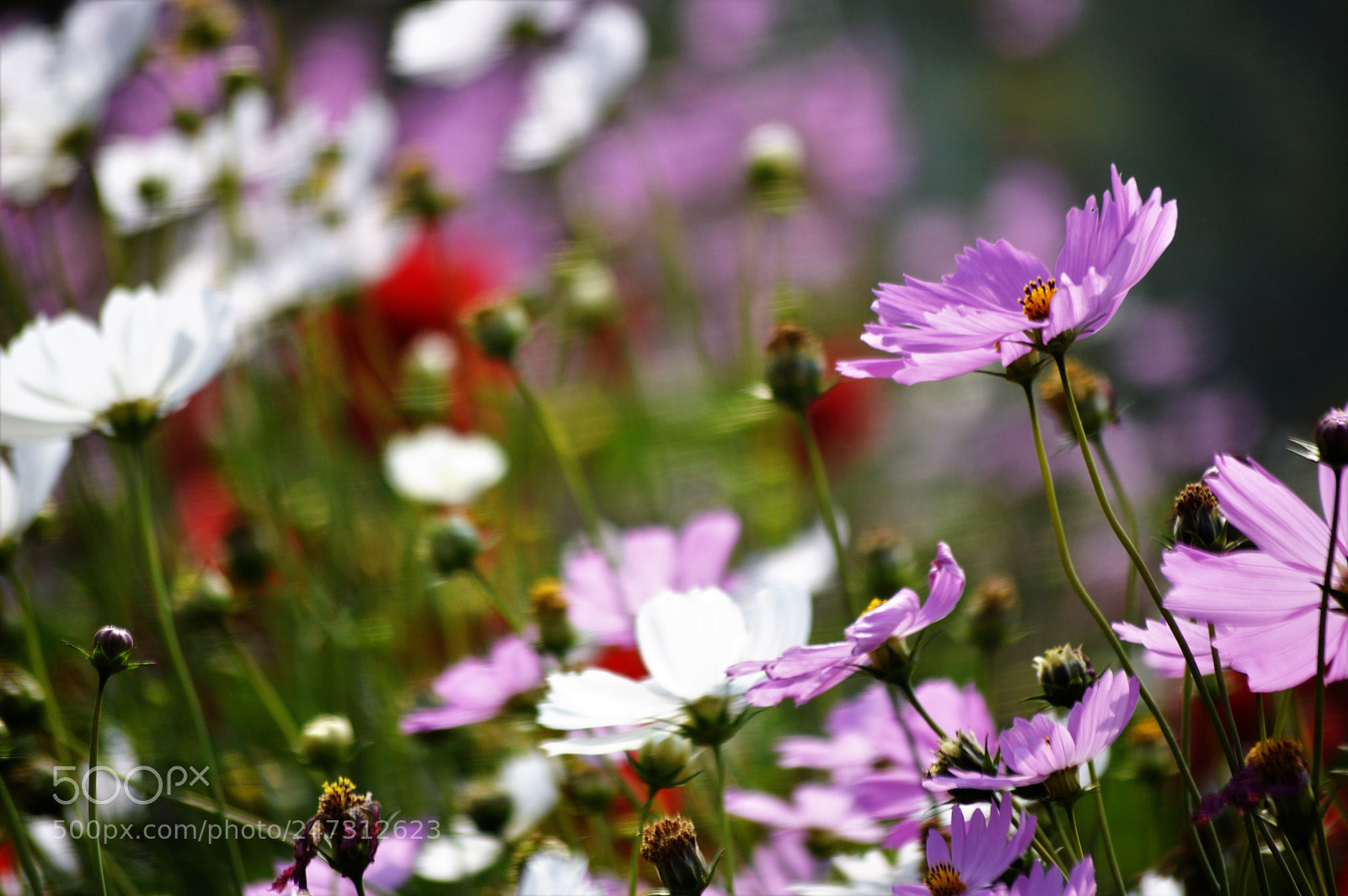 Nikon D3200 sample photo. Flowers photography