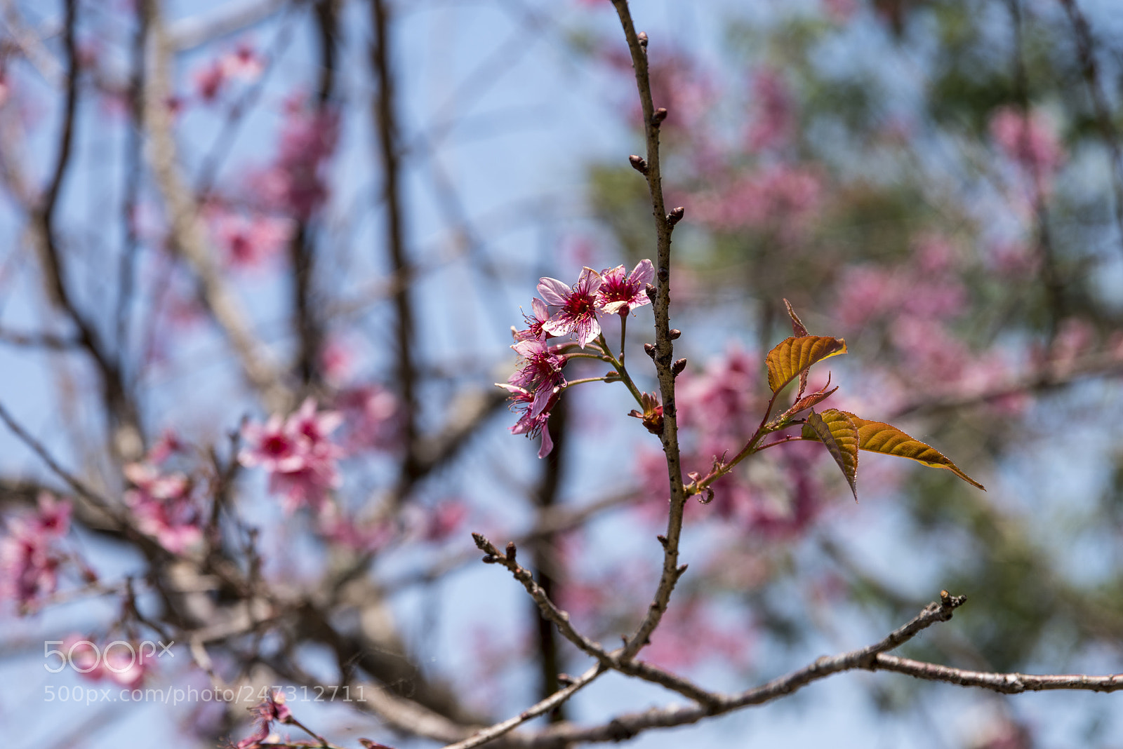 Pentax K-1 sample photo. Aa photography