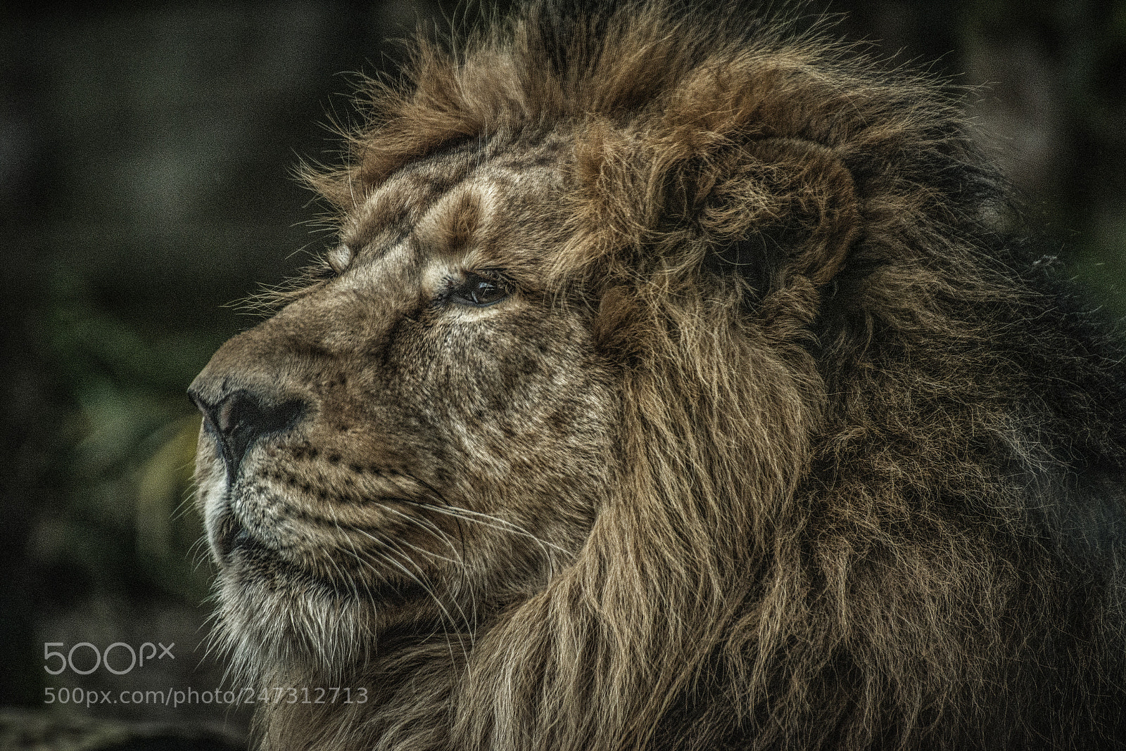 Nikon D610 sample photo. The king lion ii photography