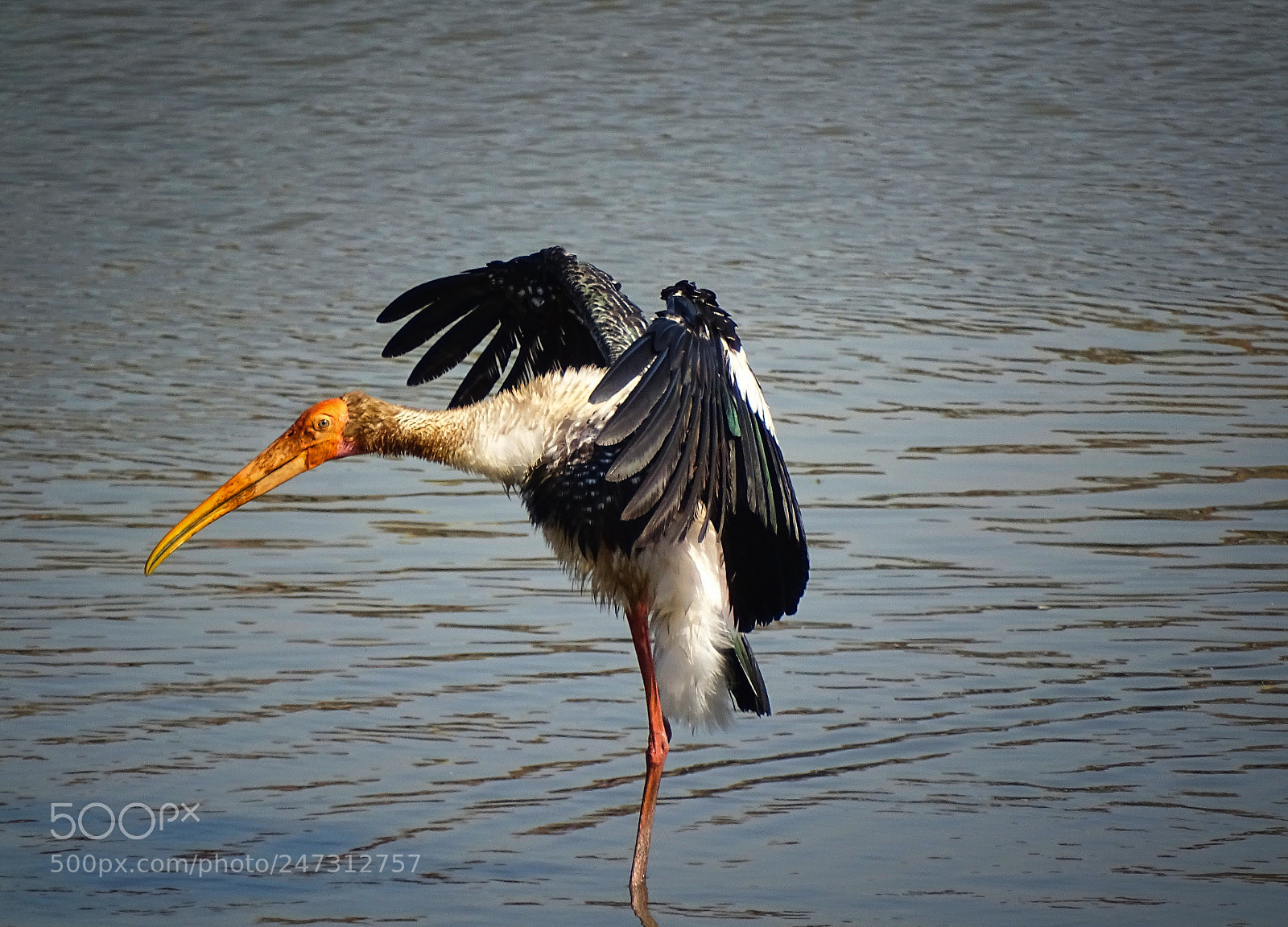 Sony Cyber-shot DSC-HX400V sample photo. Ready to fly photography