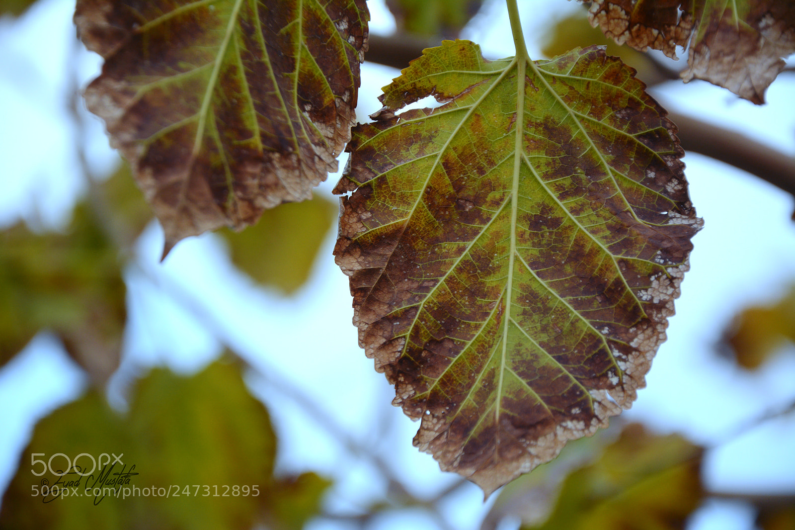 Nikon D7100 sample photo. Winter model photography