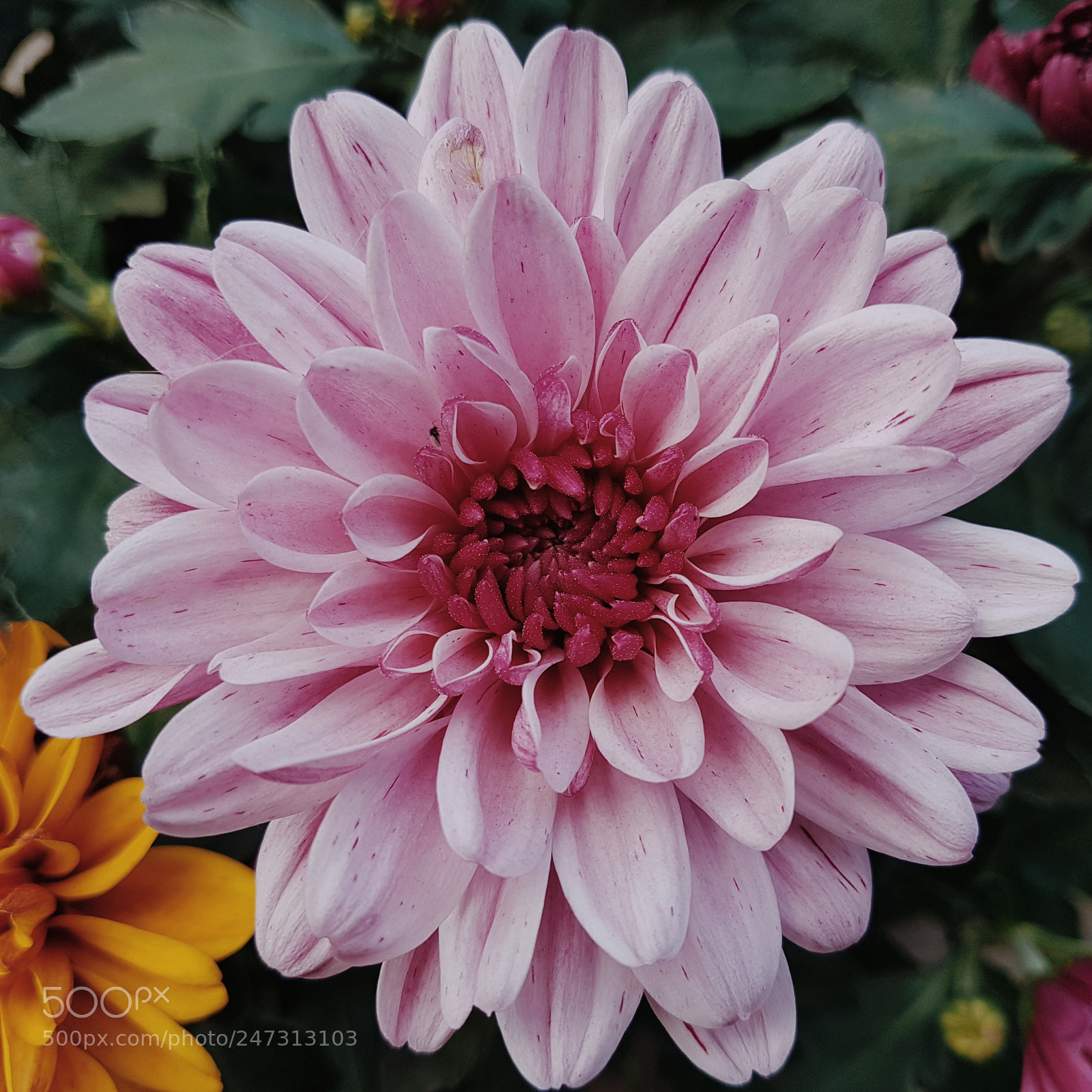 Samsung Galaxy S7 sample photo. Pink beauty photography