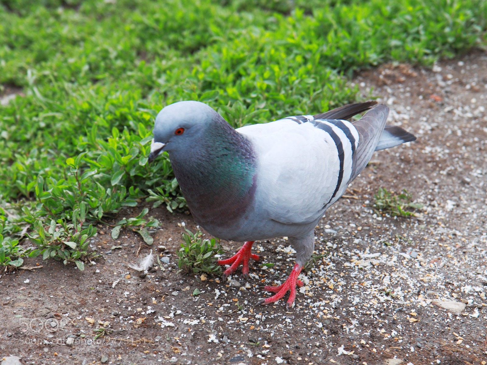 Canon EOS 50D sample photo. A beautiful pigeon photography