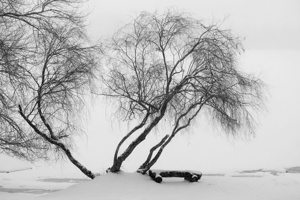 Canon EF-S 55-250mm F4-5.6 IS sample photo. Зимнее photography