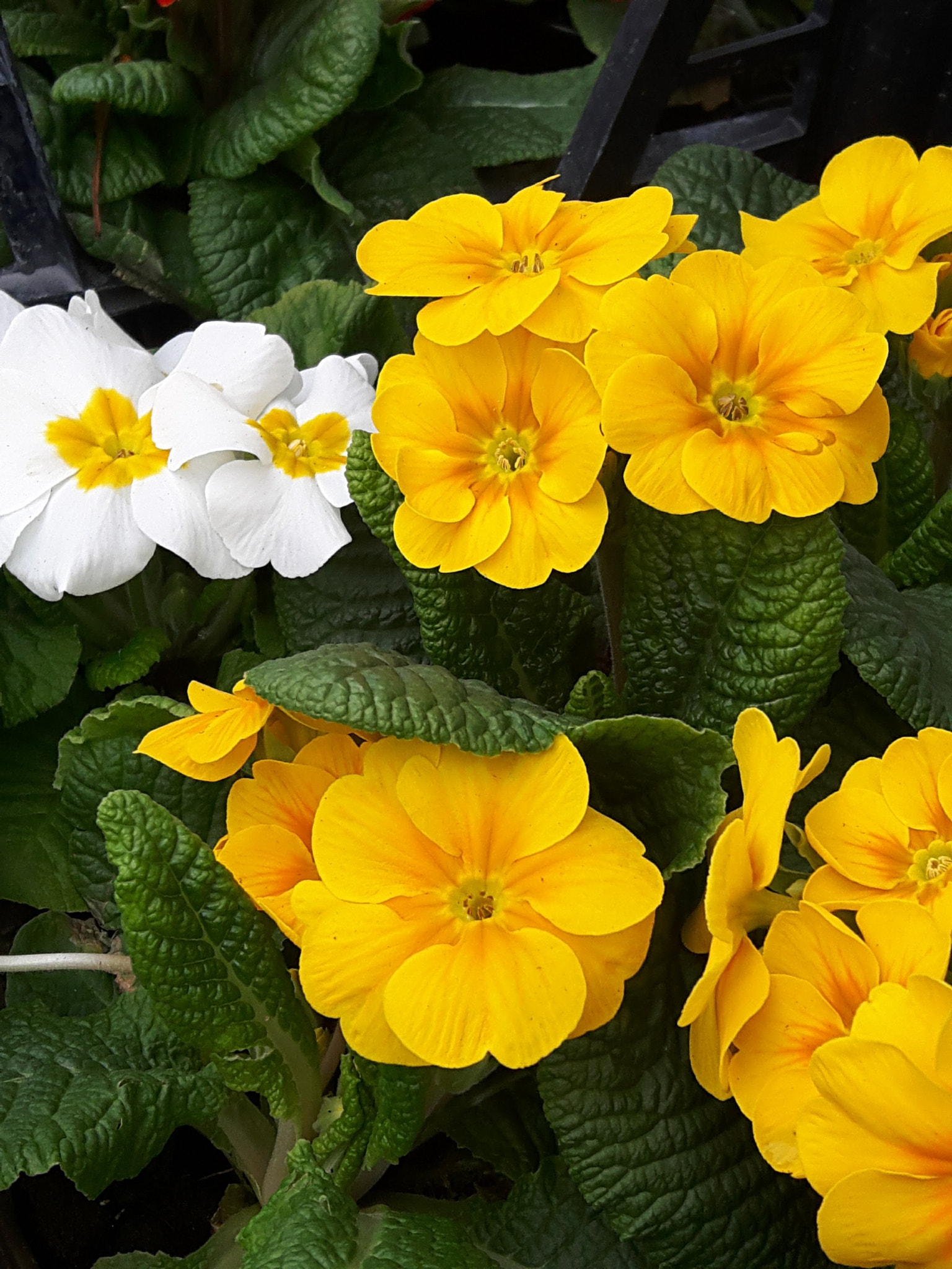 Samsung Galaxy A8 sample photo