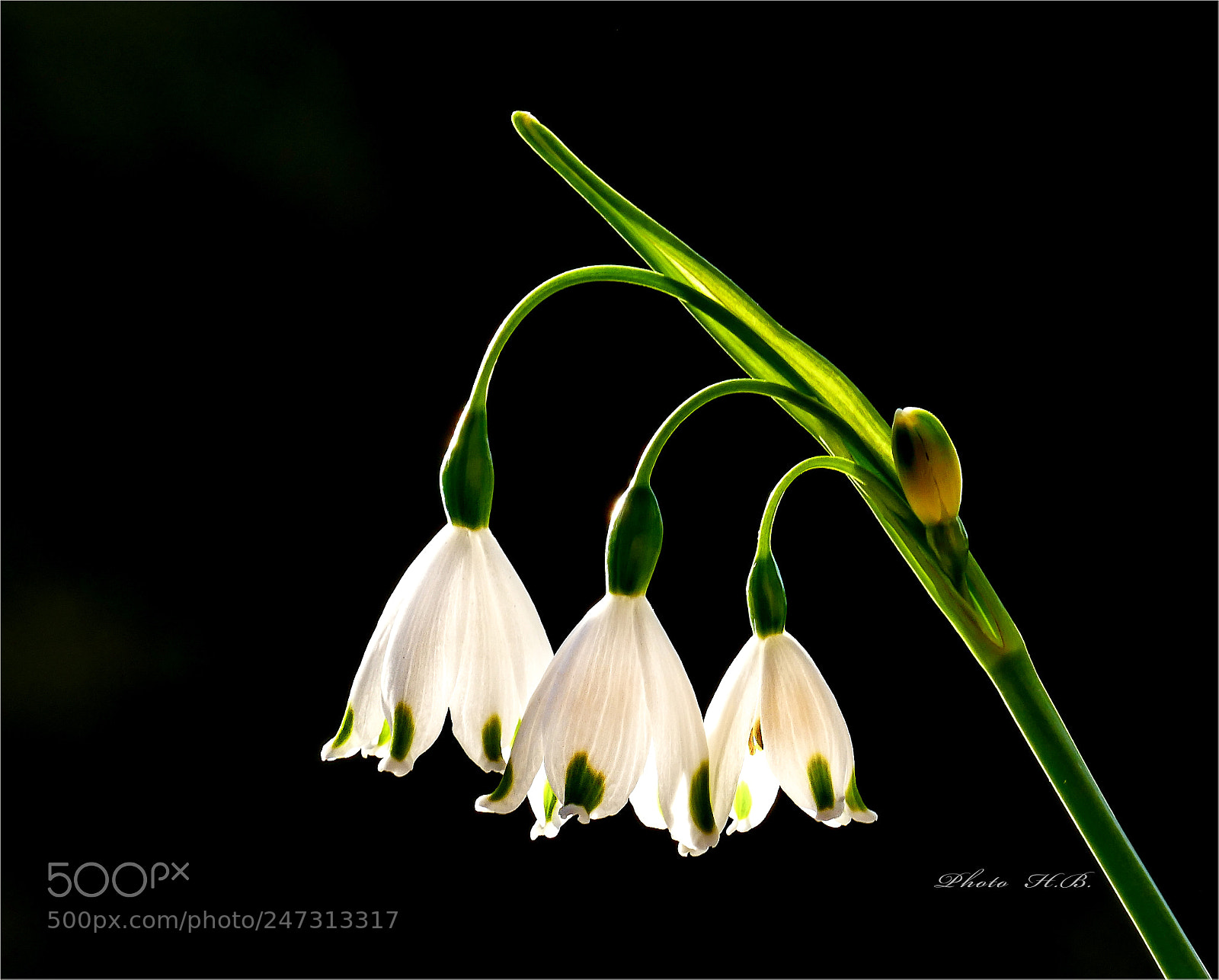Panasonic Lumix DMC-FZ1000 sample photo. Snowflake - leucojum vernum photography