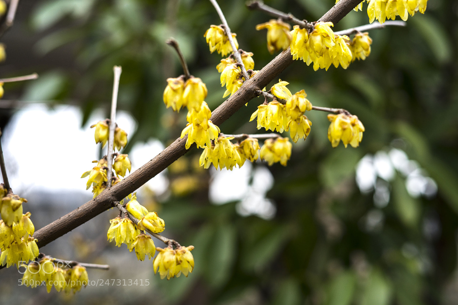Sony a7 II sample photo. 腊梅 photography