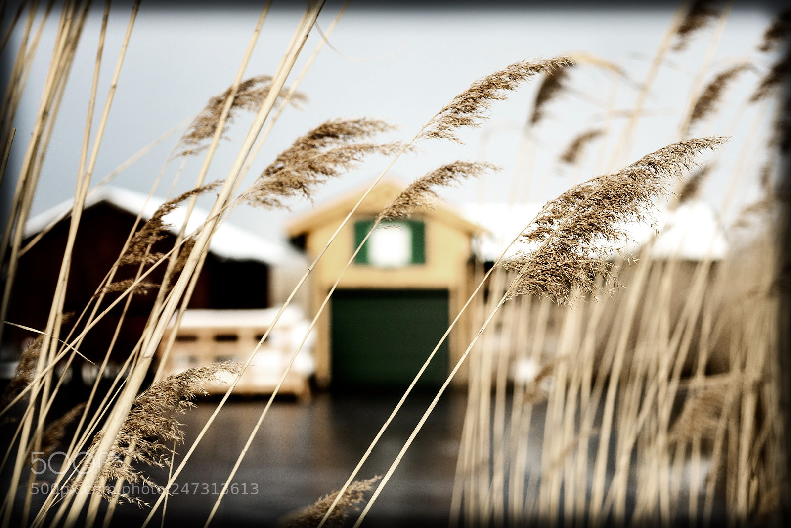 Nikon D7100 sample photo. Reed photography