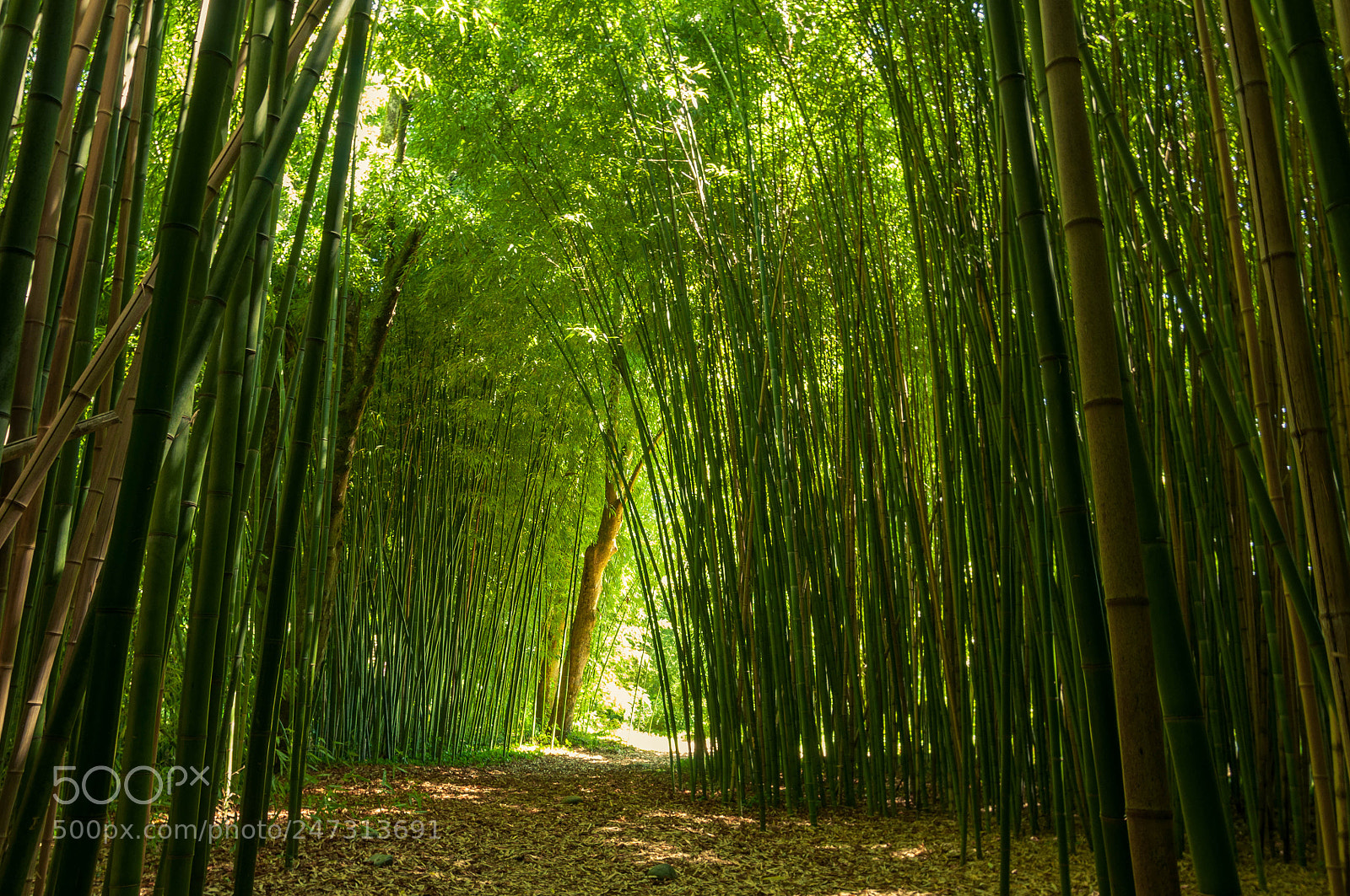 Nikon D90 sample photo. Natural bamboo's tunnel photography