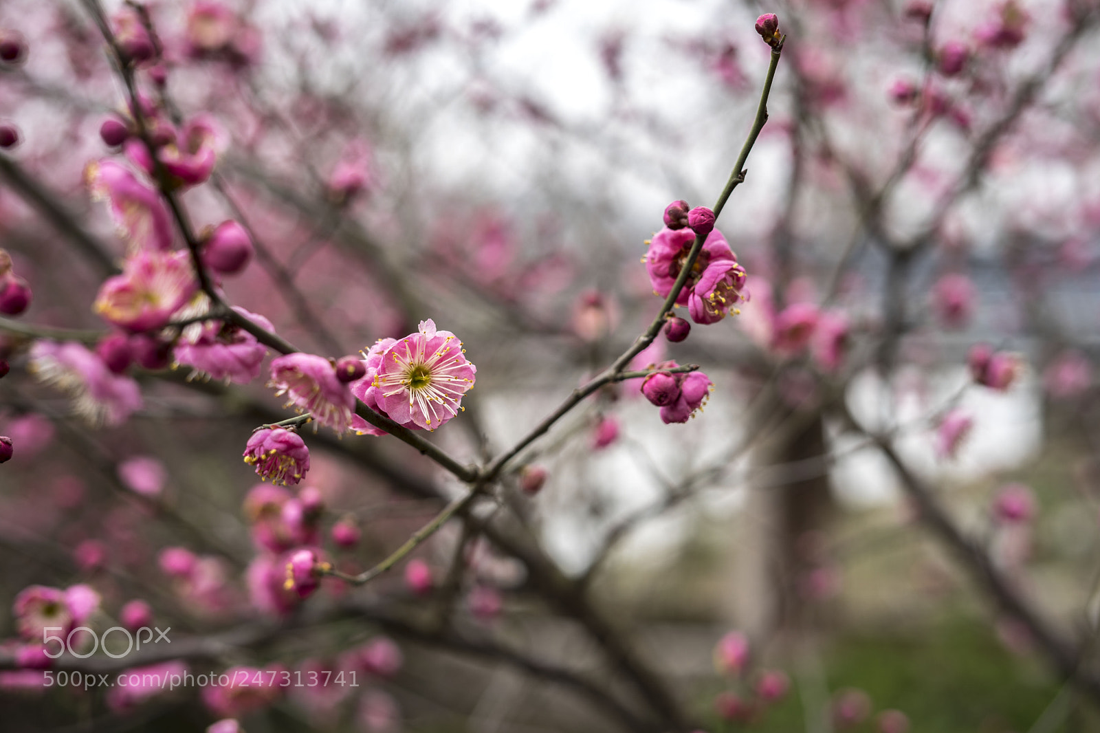 Sony a7 II sample photo. 梅花 photography