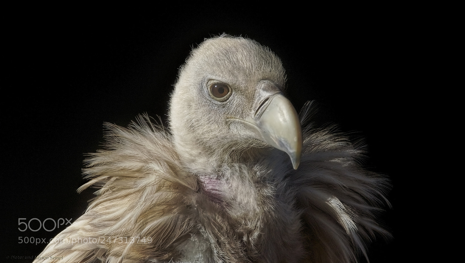 Sony SLT-A77 sample photo. .....gyps himalayensis..... photography