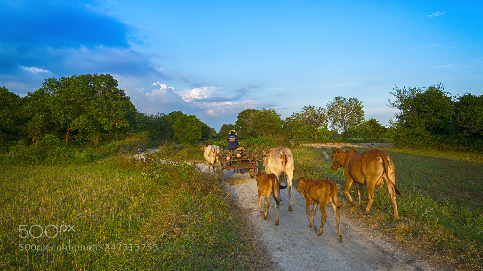 Sony a6300 sample photo. Chiều tà photography