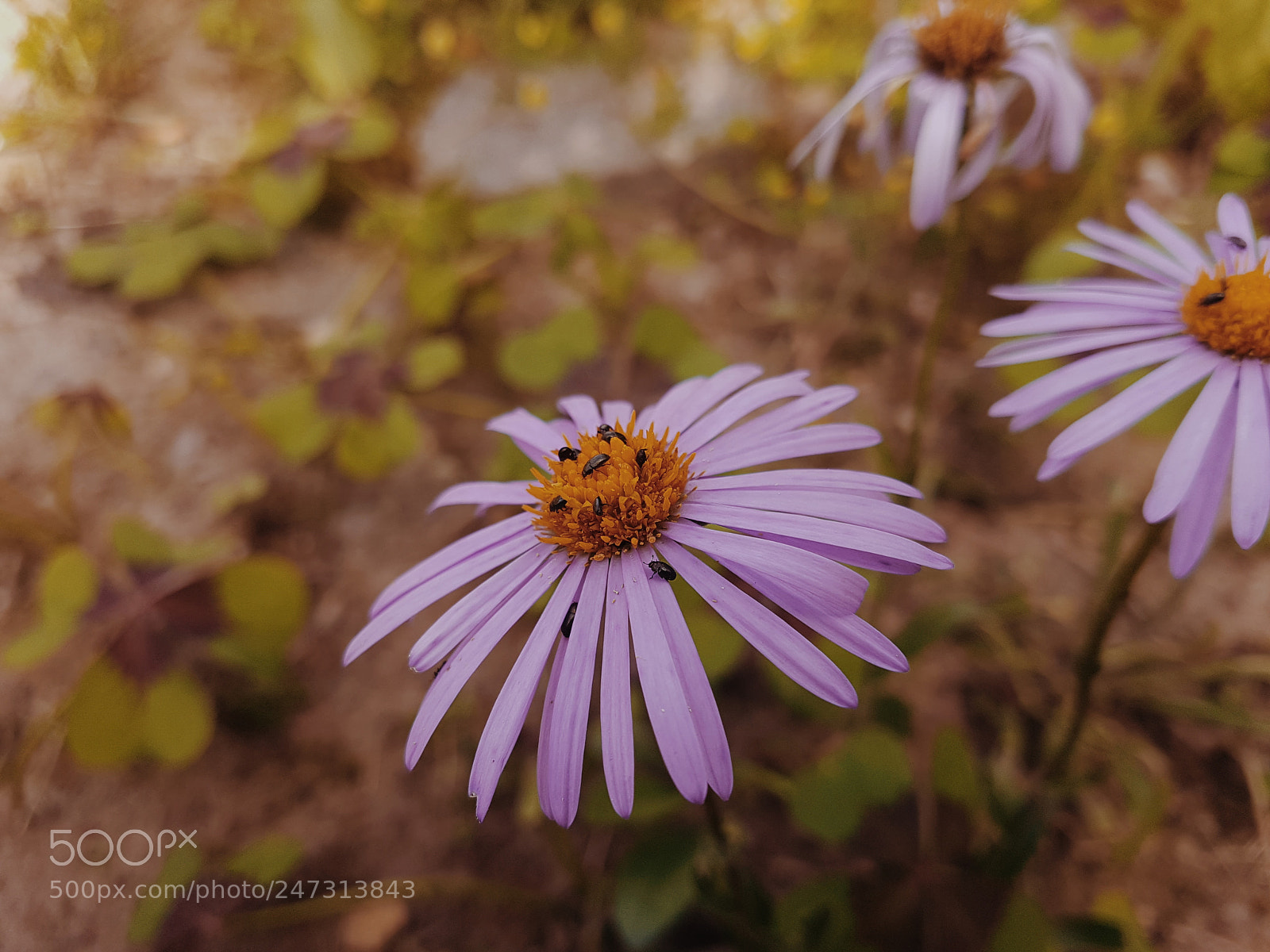Samsung Galaxy S7 sample photo. Life of bugs photography