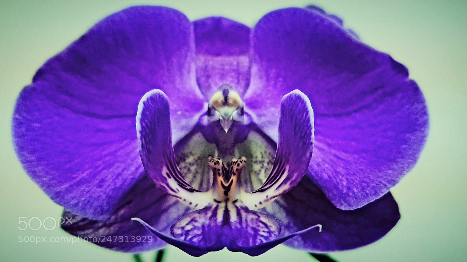 Samsung Galaxy S8+ sample photo. Orchid photography