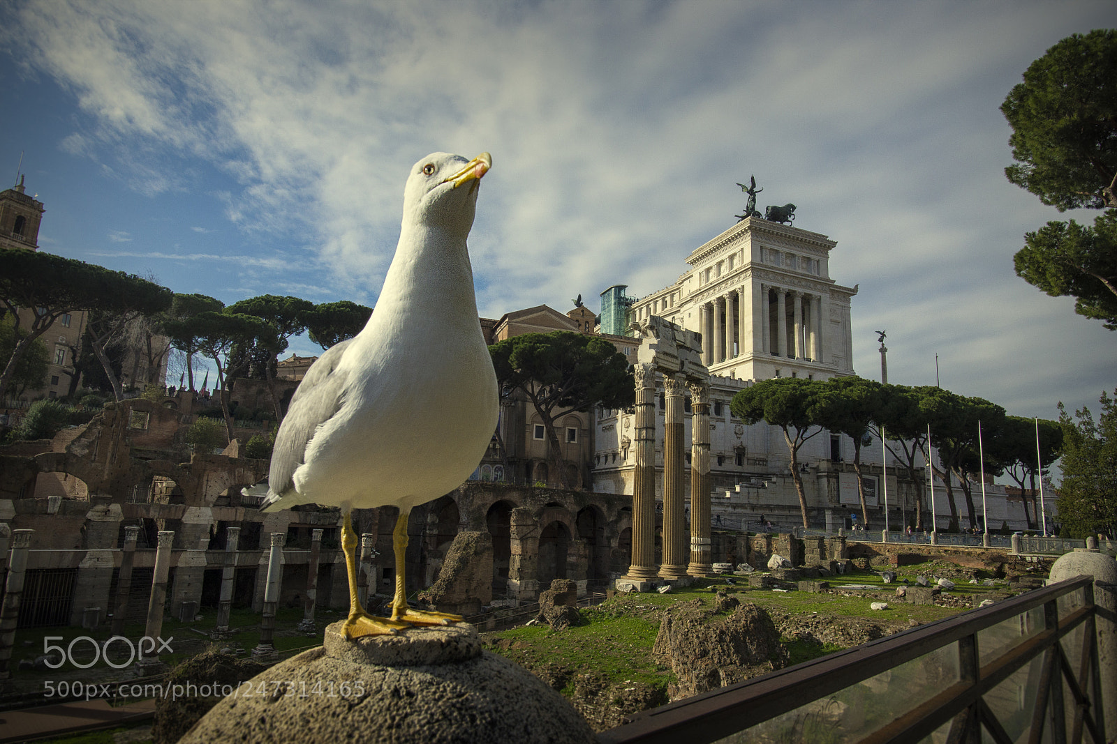 Nikon D610 sample photo. The emperor photography