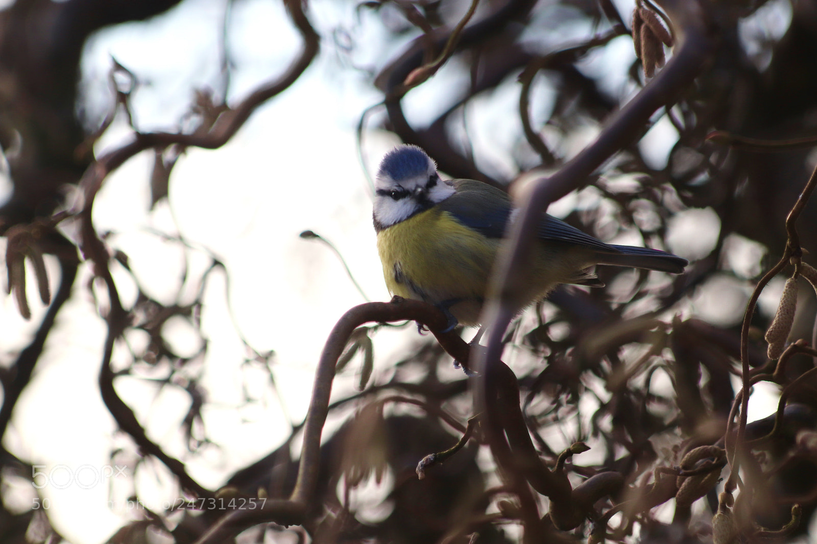Canon EOS 77D (EOS 9000D / EOS 770D) sample photo. Bluetit photography