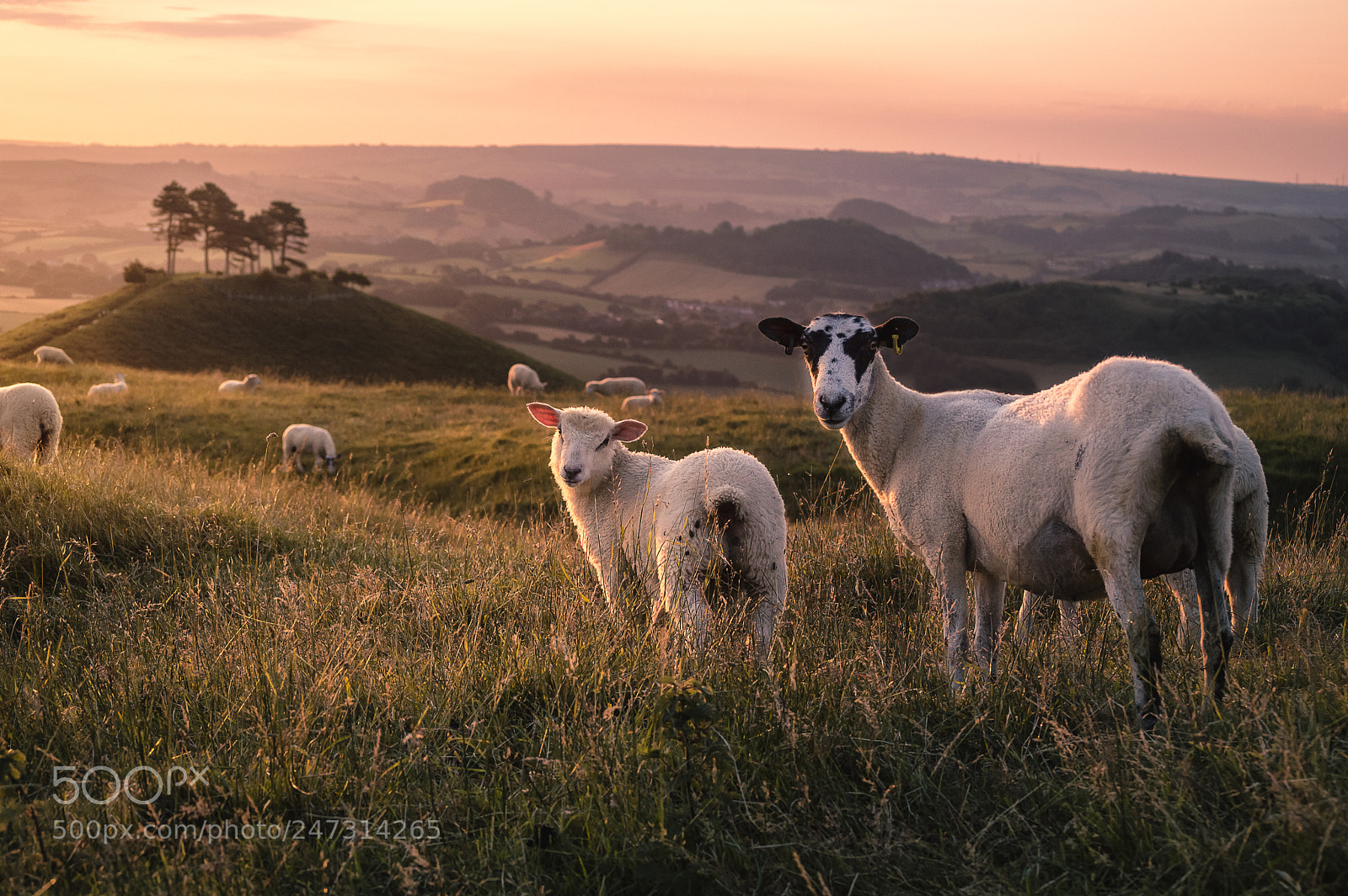 Nikon D3200 sample photo. Colmers flock photography