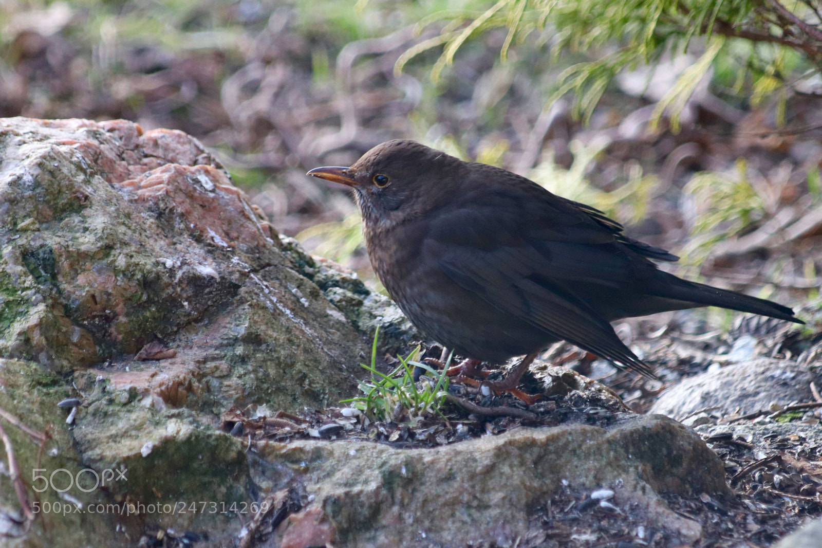 Canon EOS 77D (EOS 9000D / EOS 770D) sample photo. Miss blackbird photography