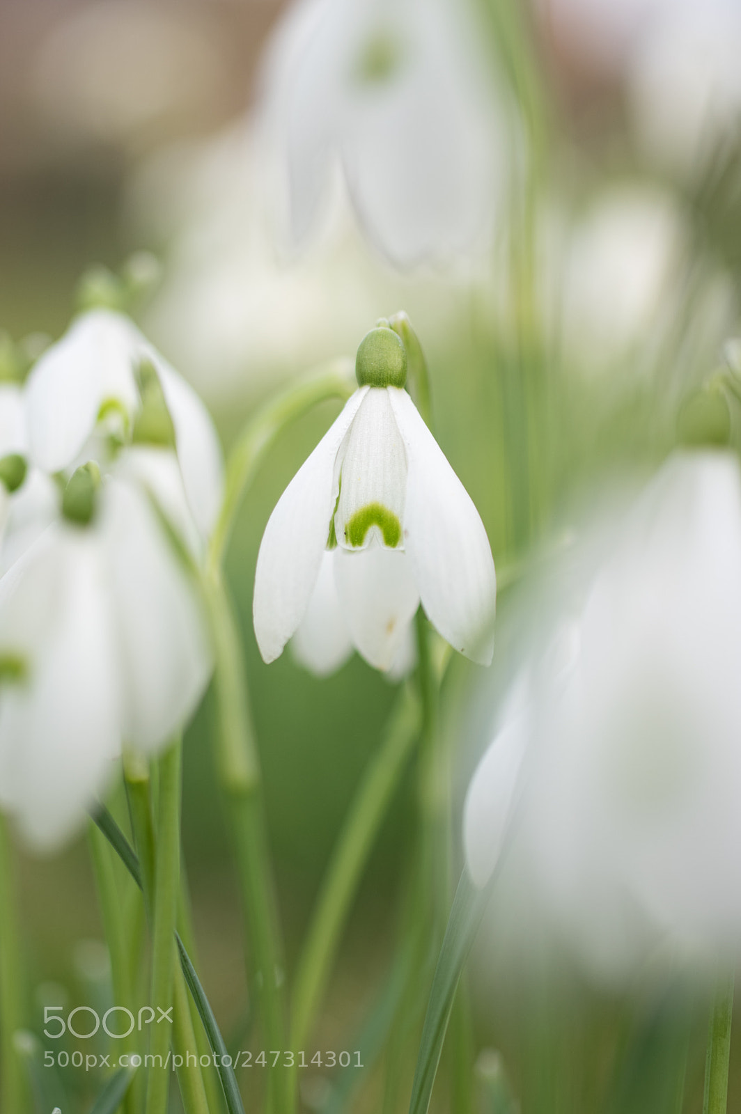 Pentax K-3 sample photo. Snowdrops x photography