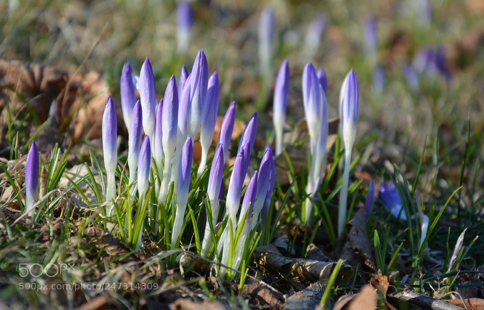 Nikon D7100 sample photo. Crocus photography