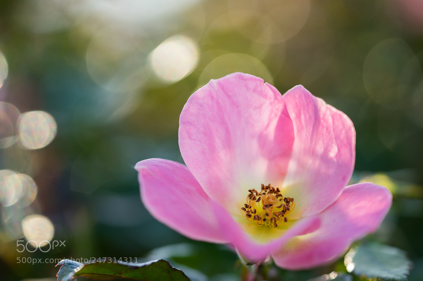 Sony a7 II sample photo. Rose photography