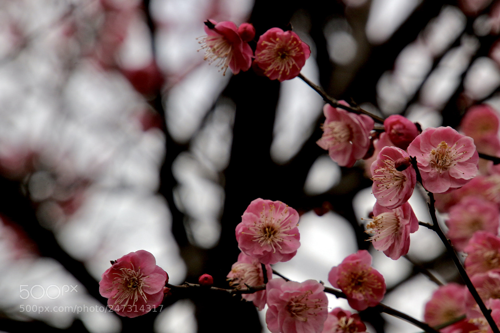Canon EOS 100D (EOS Rebel SL1 / EOS Kiss X7) sample photo. 半山梅花 photography