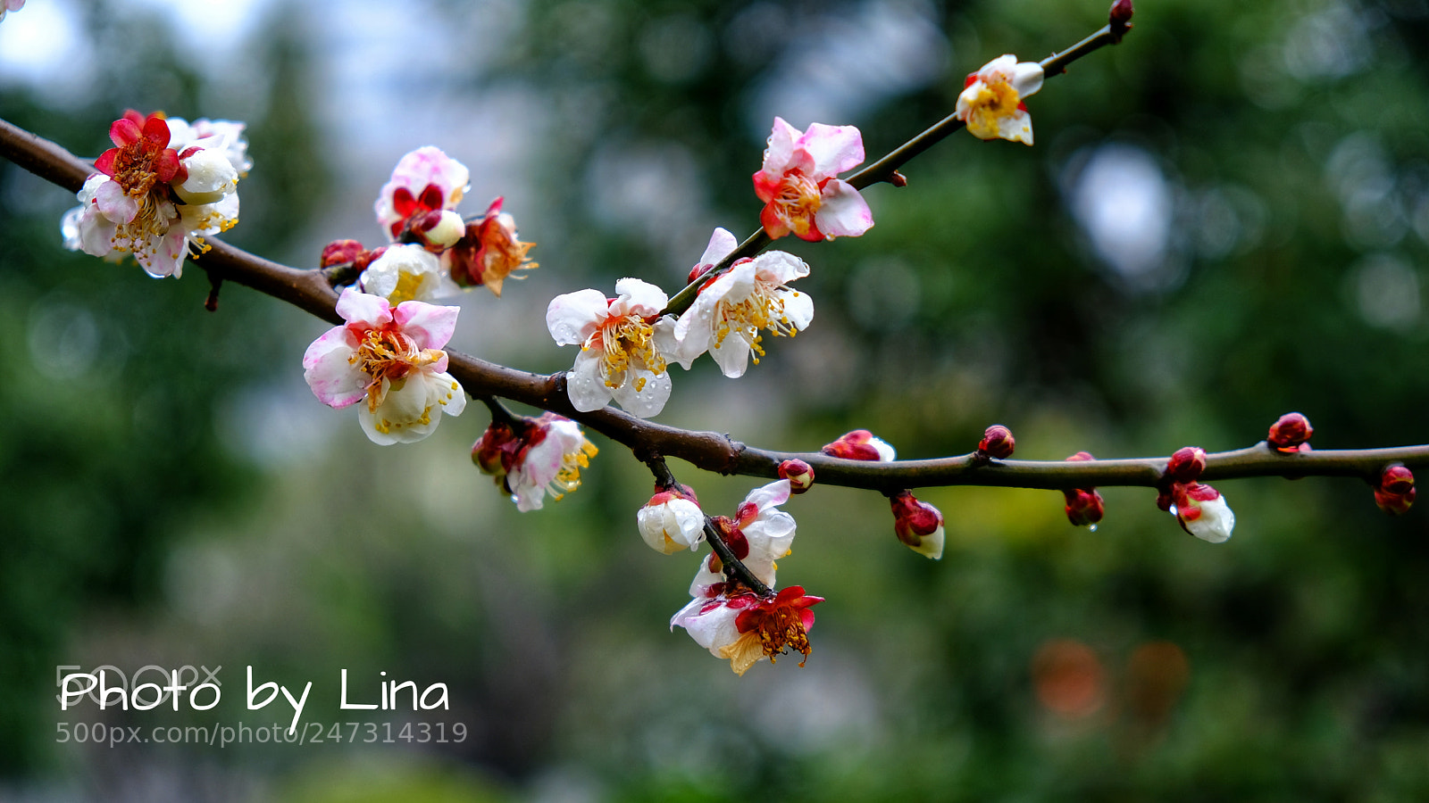 Fujifilm X-T2 sample photo. 月湖梅开 photography