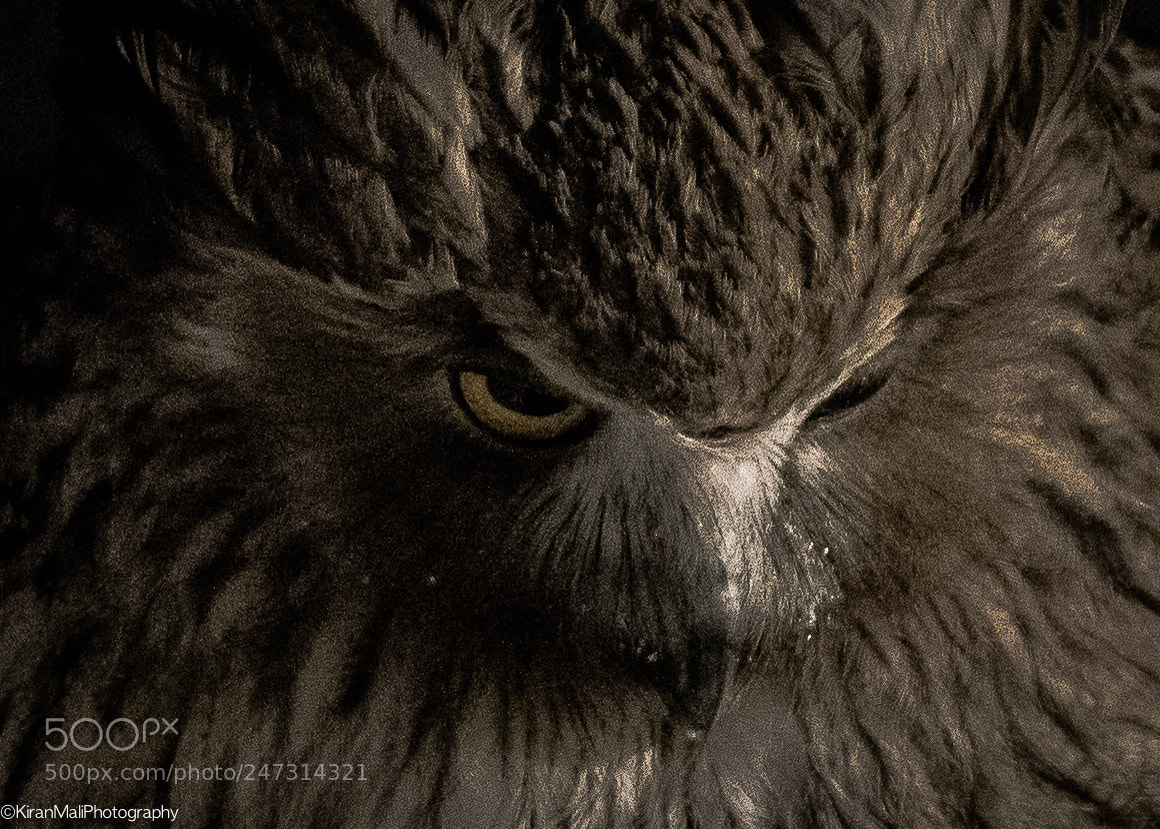 Sony a99 II sample photo. Blackinston fish owl photography
