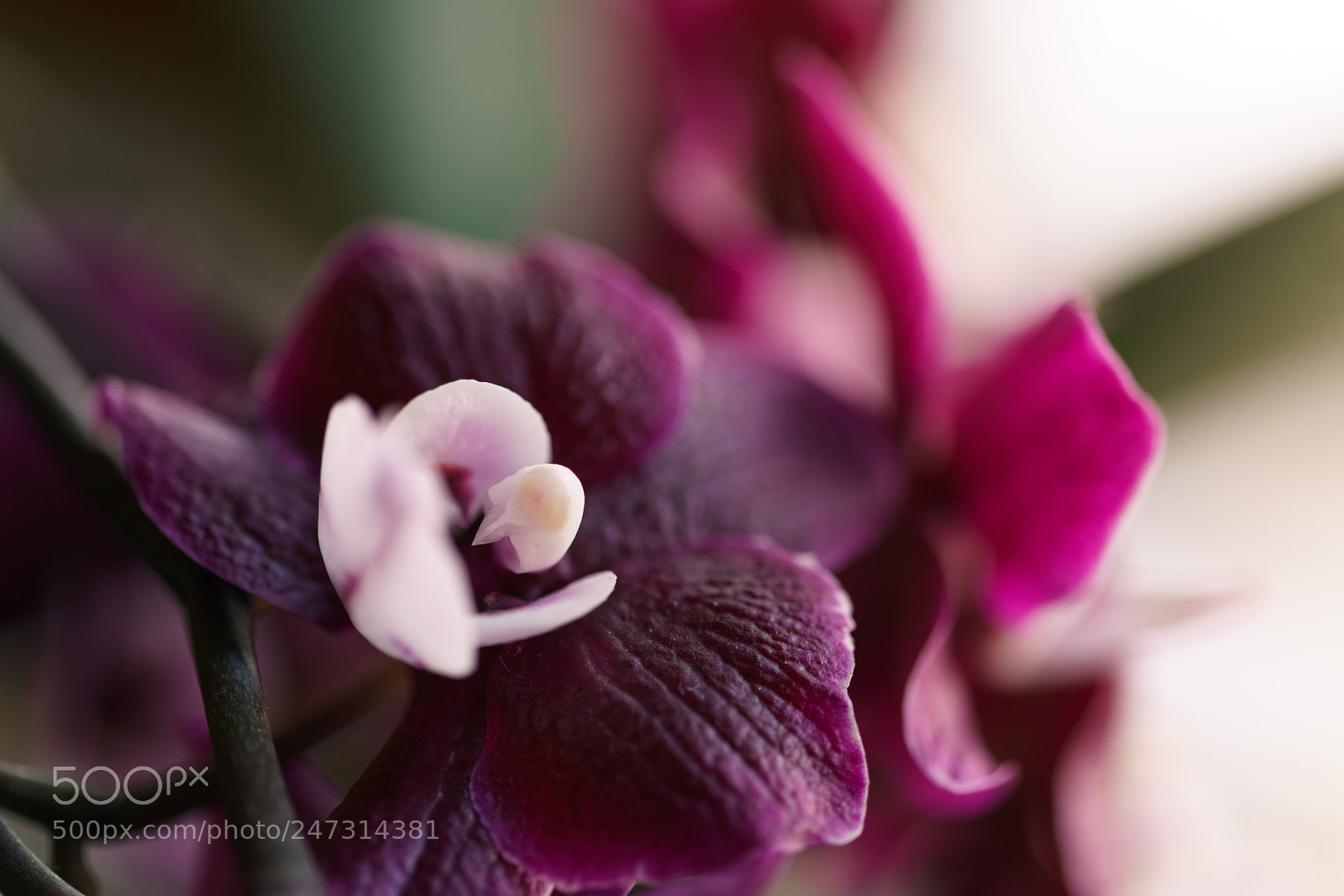 Sony a7R II sample photo. Orchidee photography