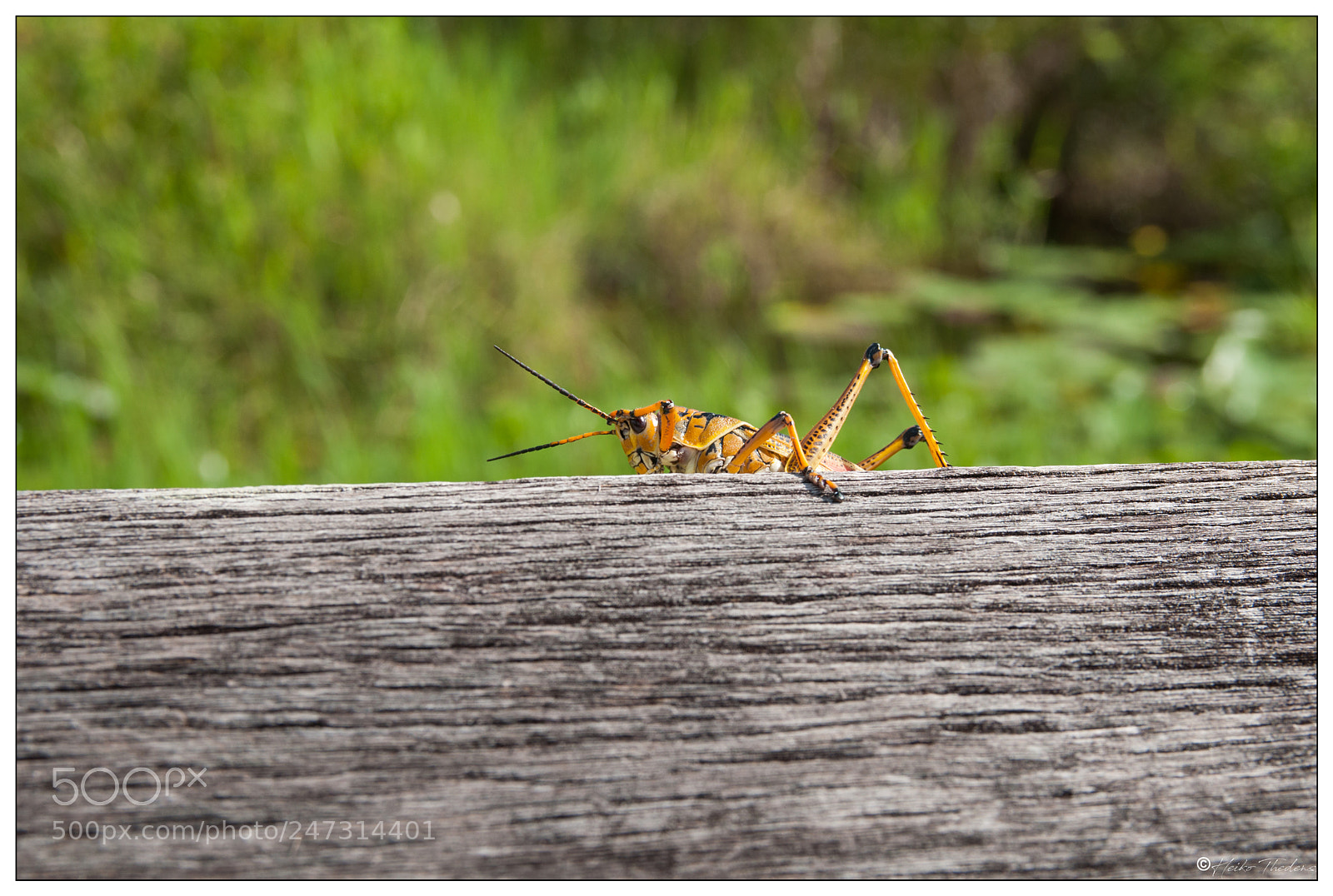 Nikon D90 sample photo. Hello photography