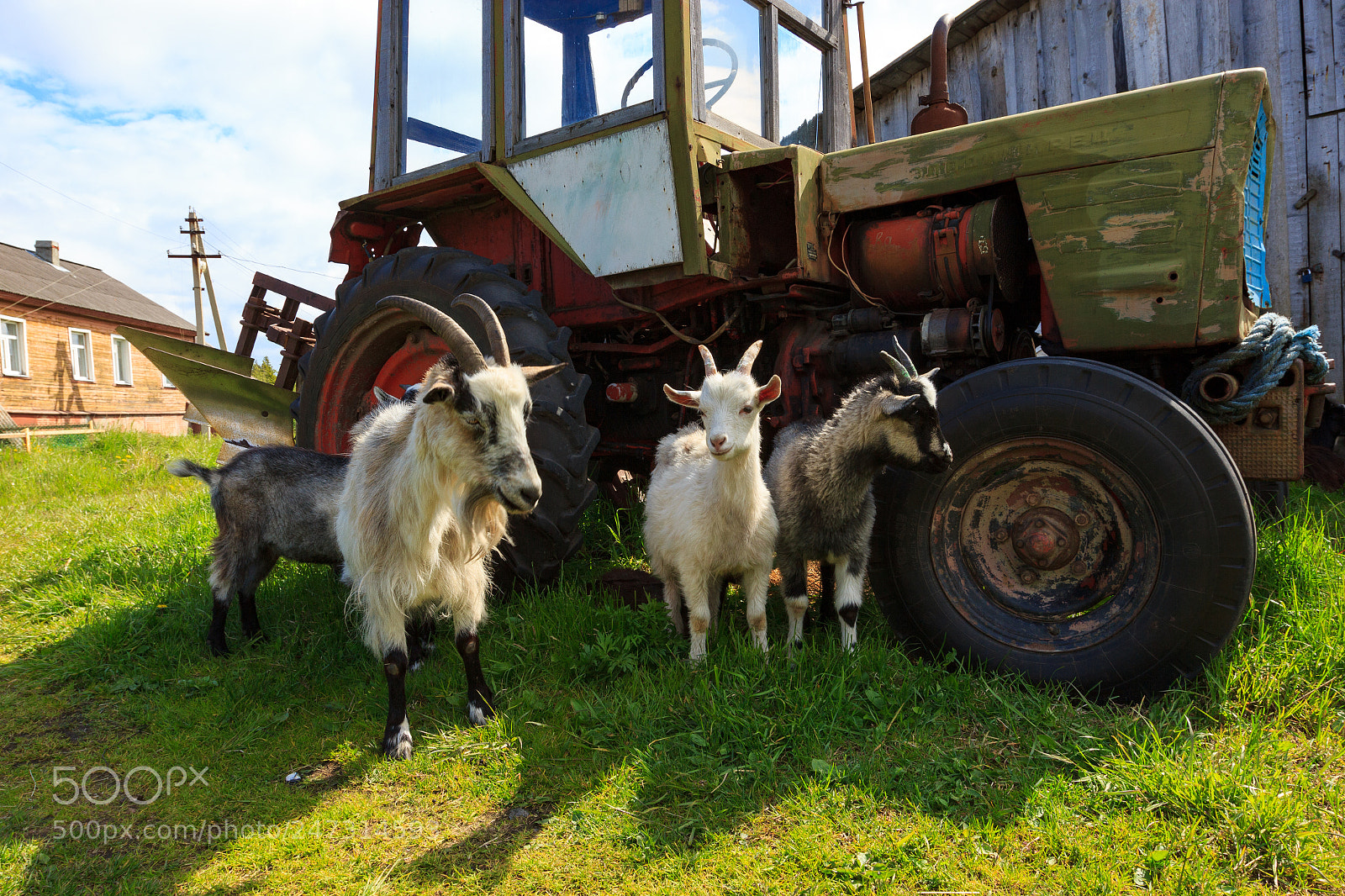 Canon EOS 60D sample photo. Solovki 23 (goats). photography