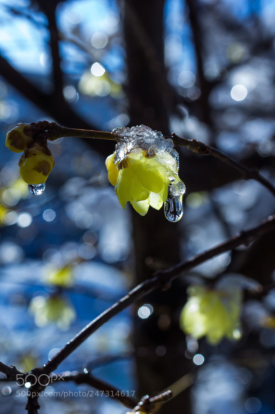 Pentax K-3 II sample photo. After the snow photography