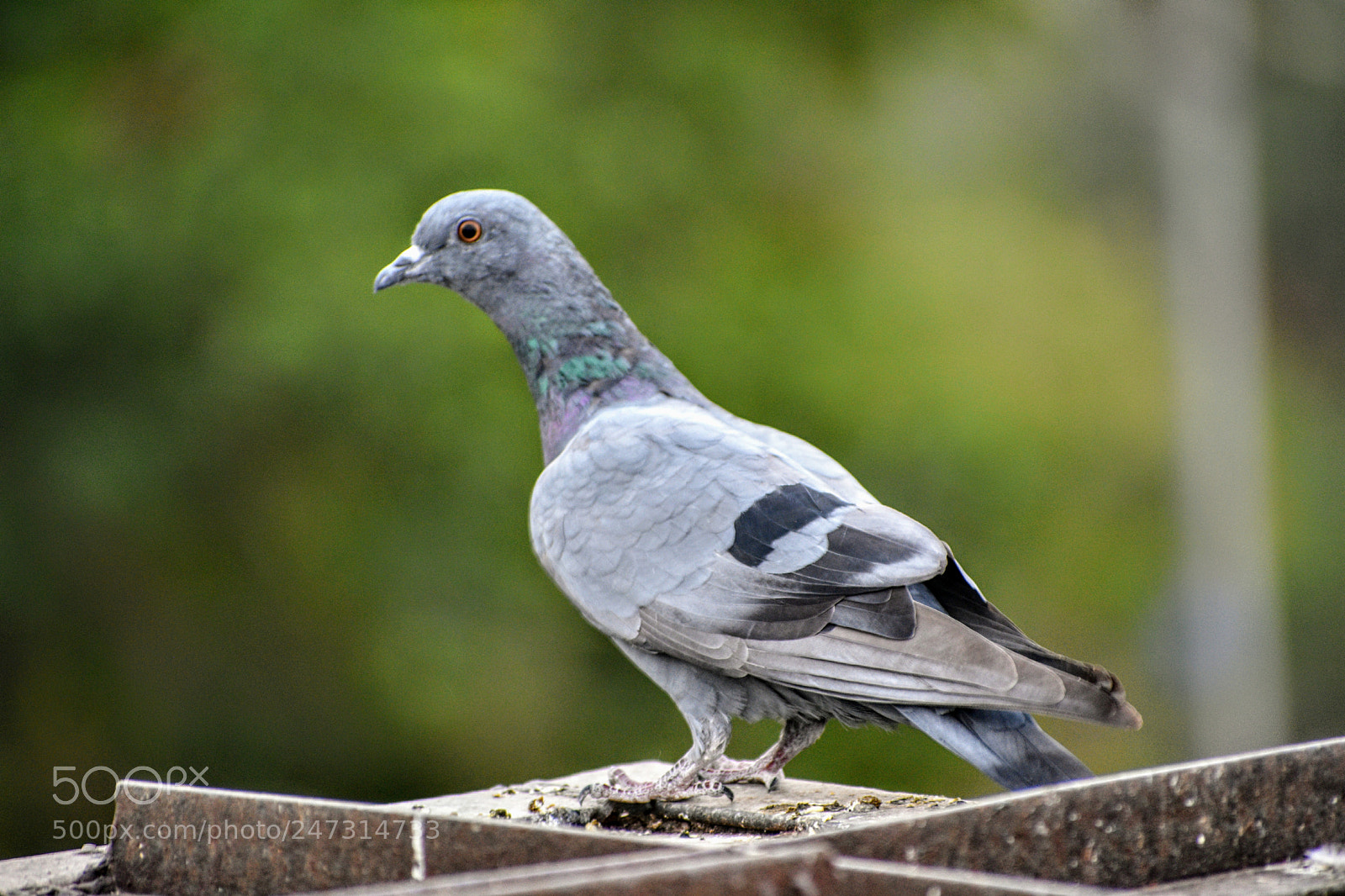 Nikon D3400 sample photo. Pigeon photography