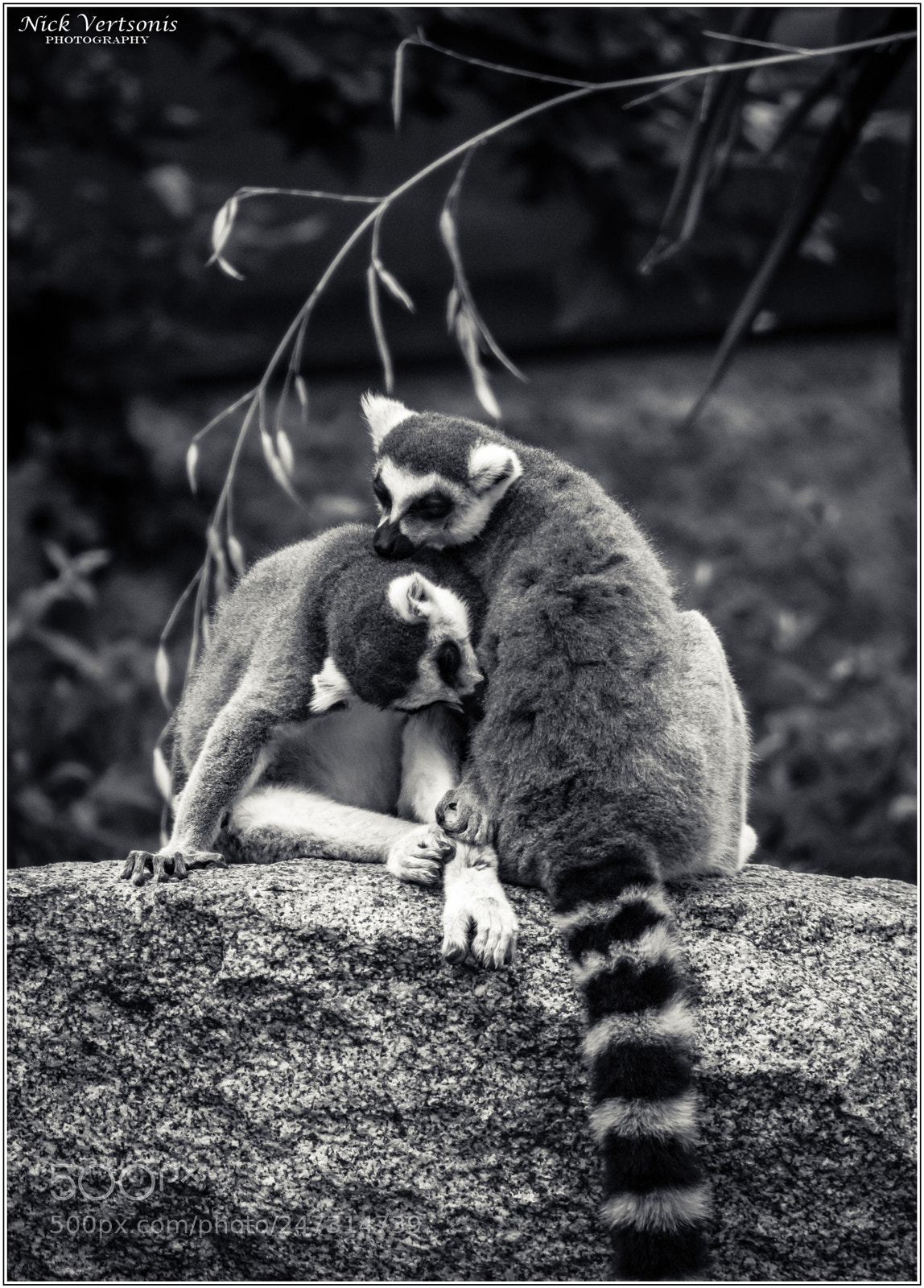 Nikon D7200 sample photo. True love... photography