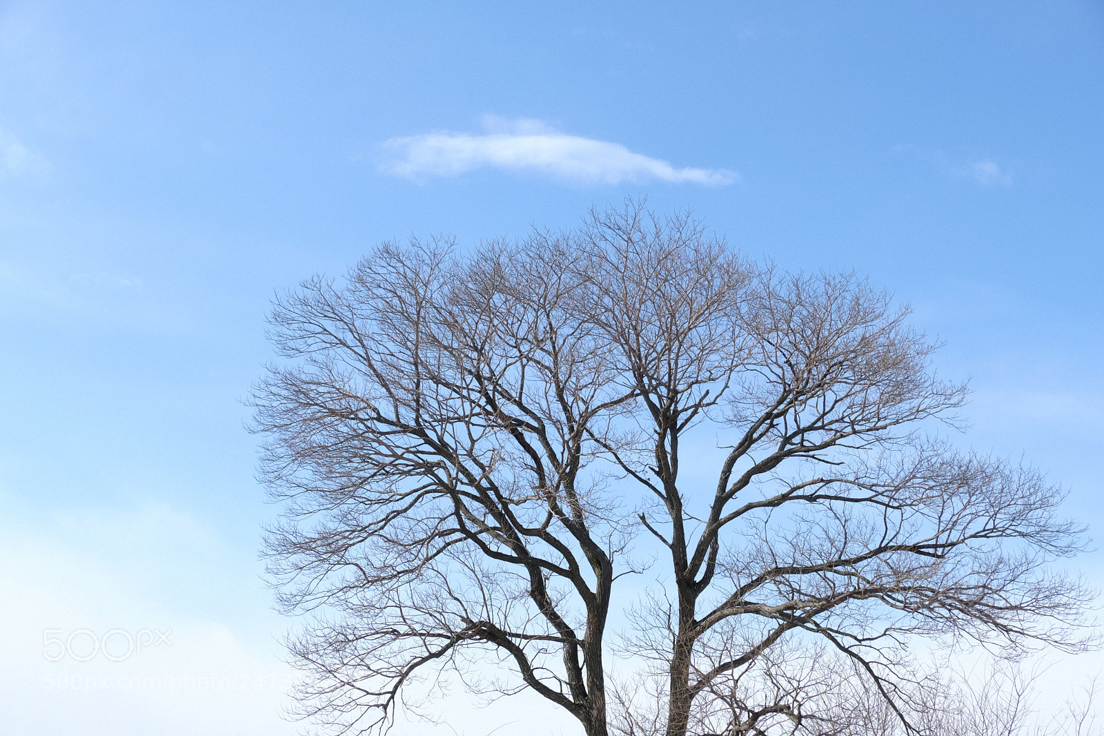 Fujifilm X-Pro2 sample photo. Sky and trees photography