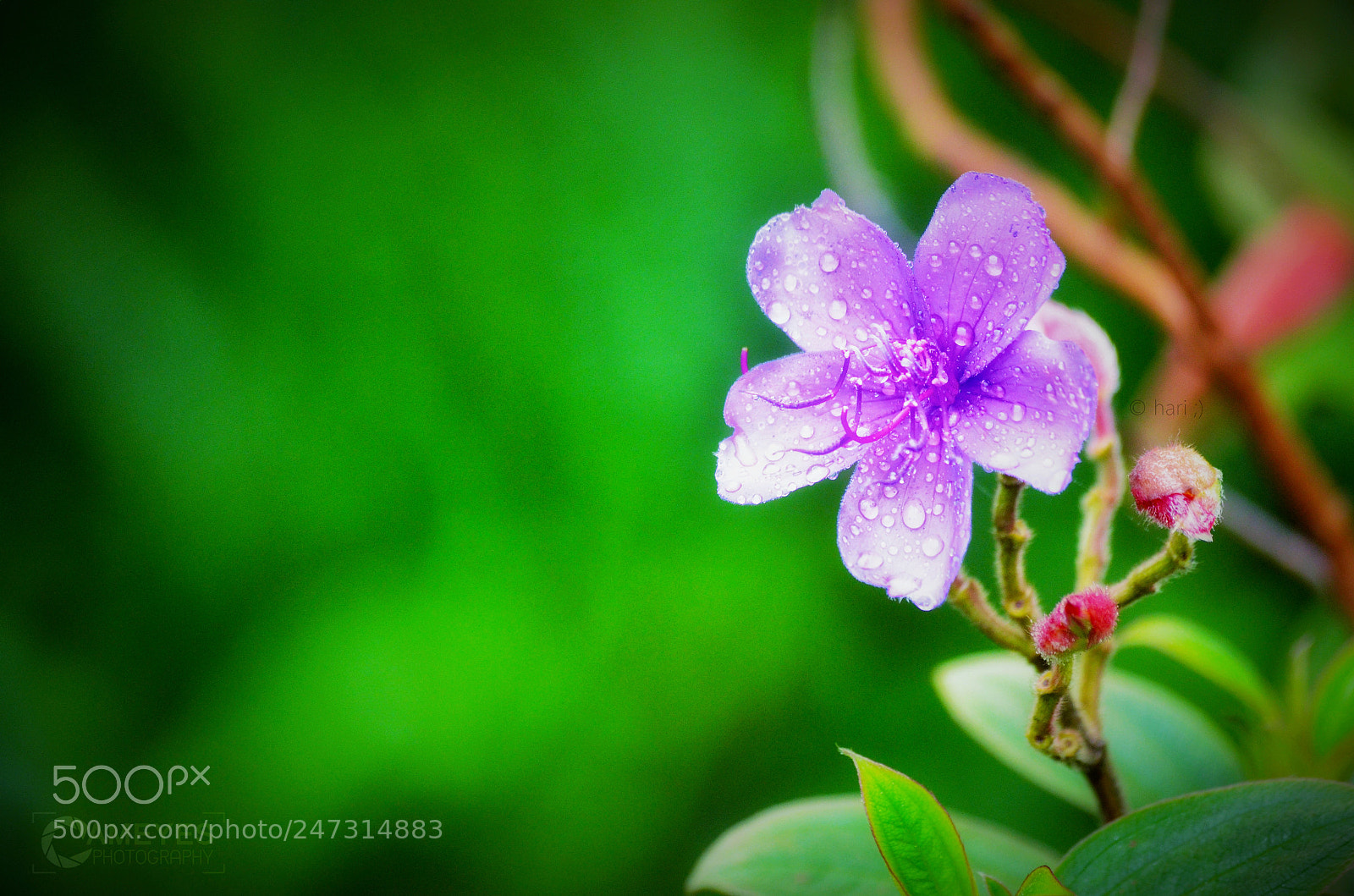 Nikon D5100 sample photo. Untitled photography
