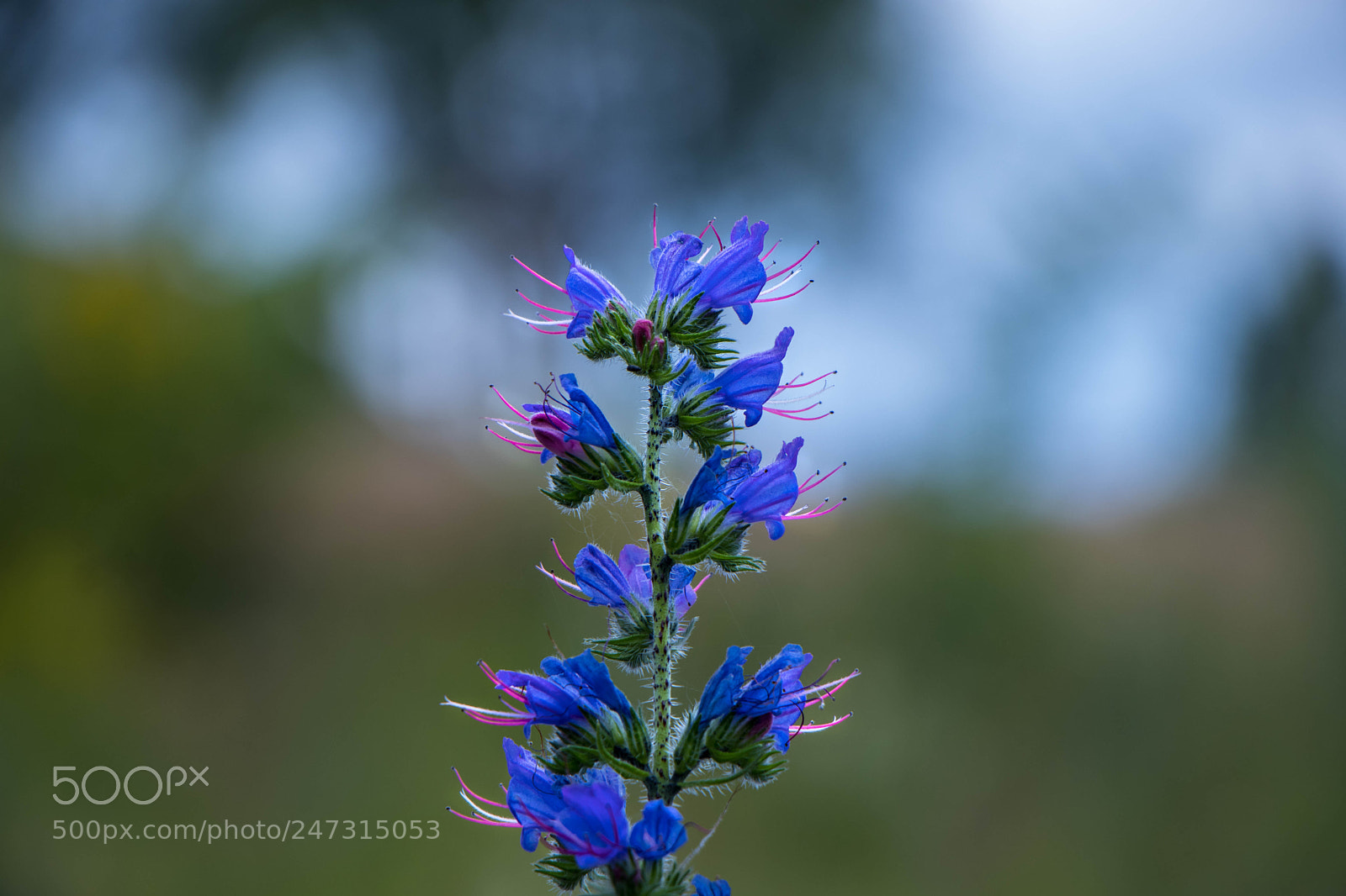 Canon EOS 80D sample photo. Flower photography