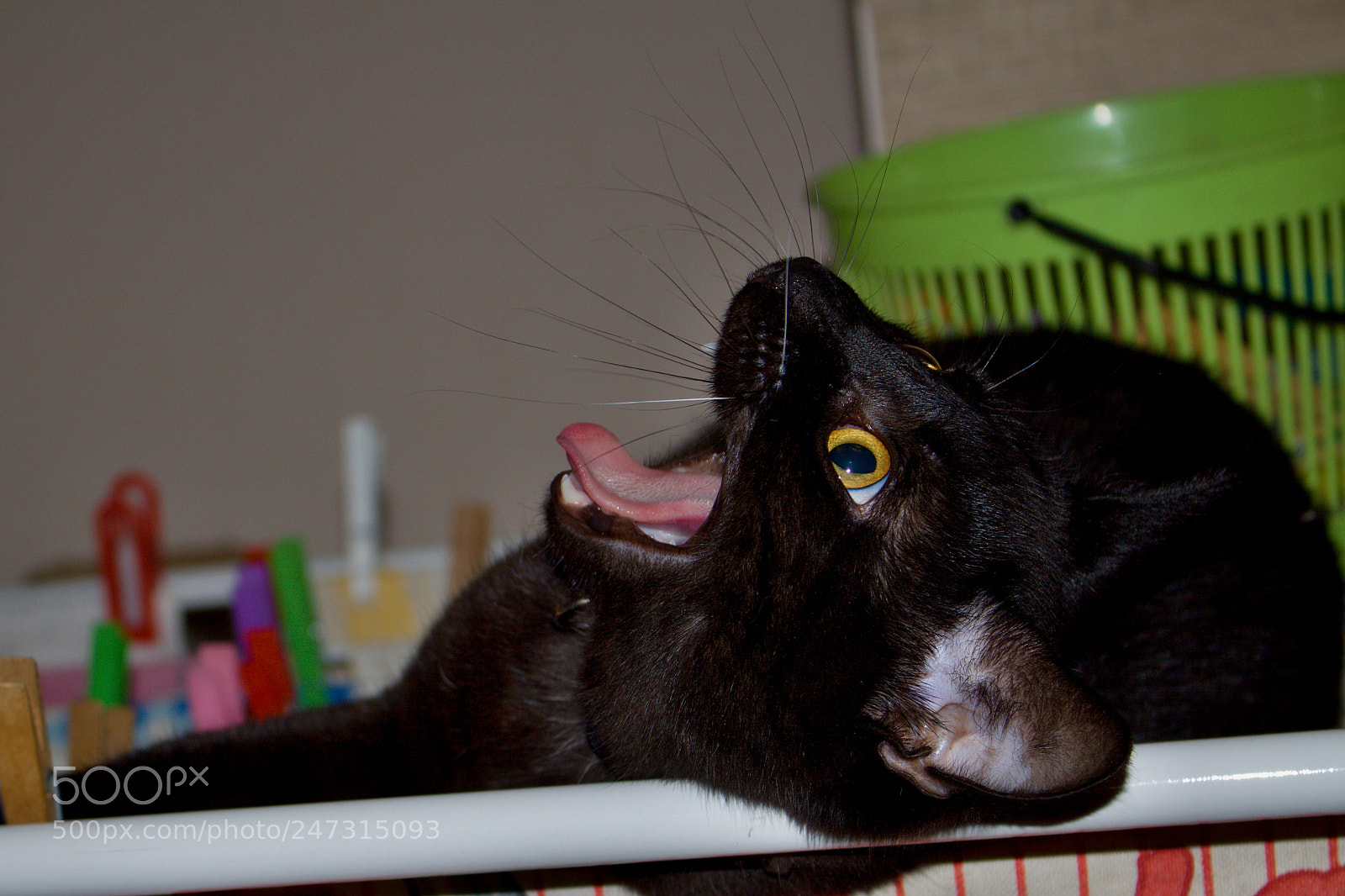 Canon EOS 50D sample photo. Yawning cat photography
