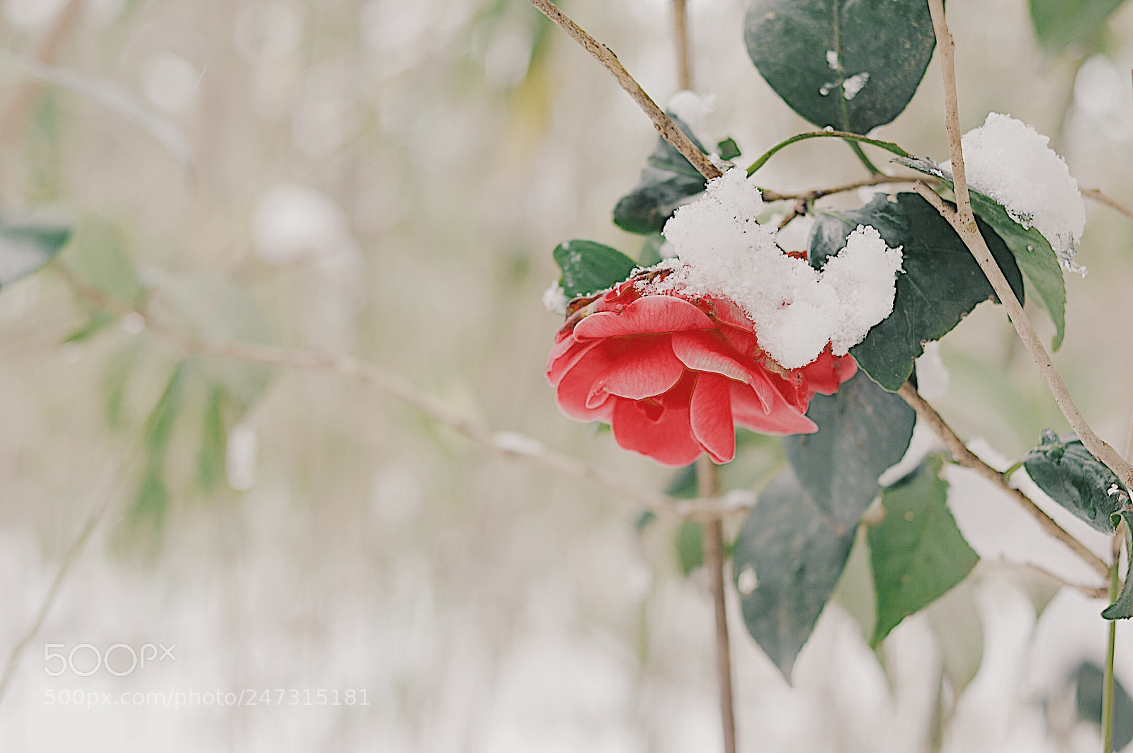 Pentax K-3 sample photo. 椿 photography