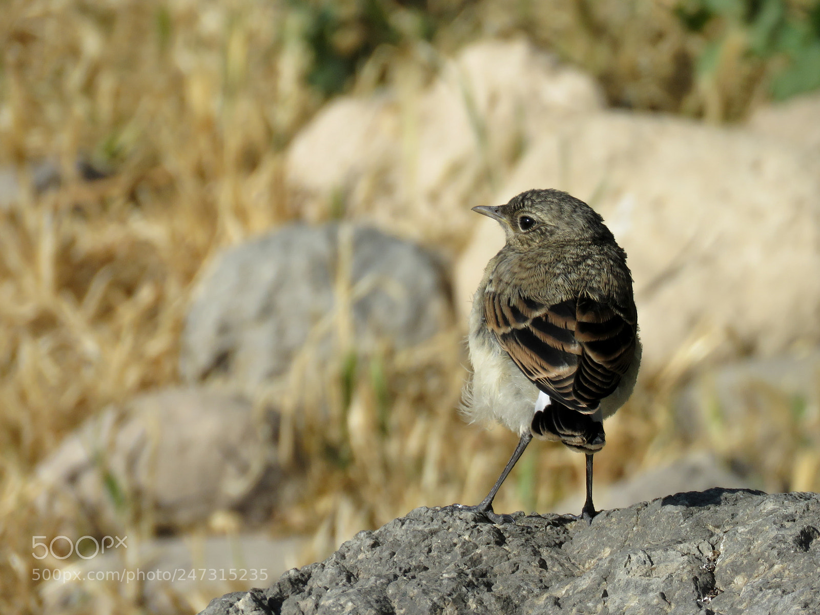 Canon PowerShot SX60 HS sample photo. Little bird photography