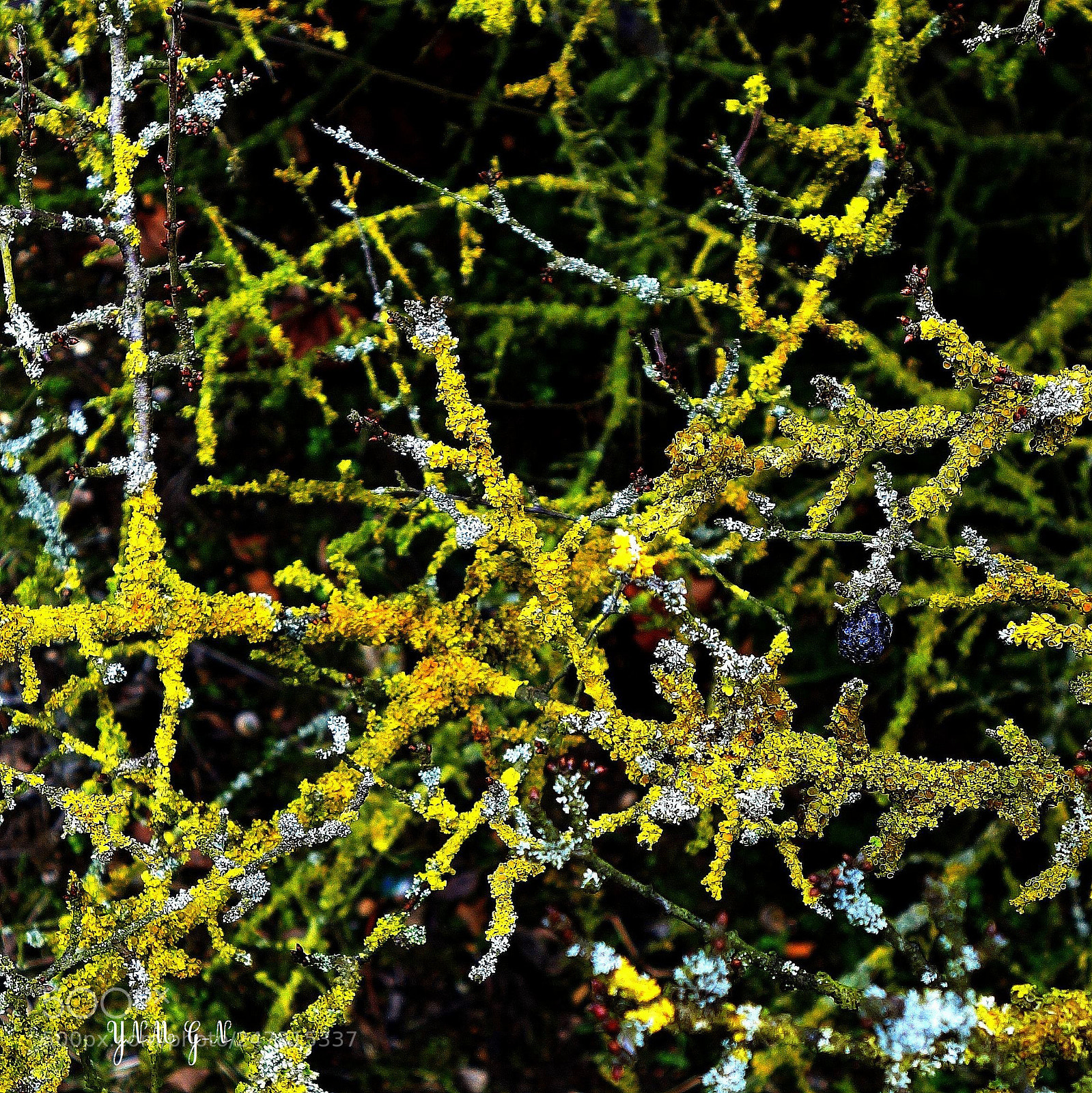 Sony Cyber-shot DSC-RX100 II sample photo. () cvp lot photography