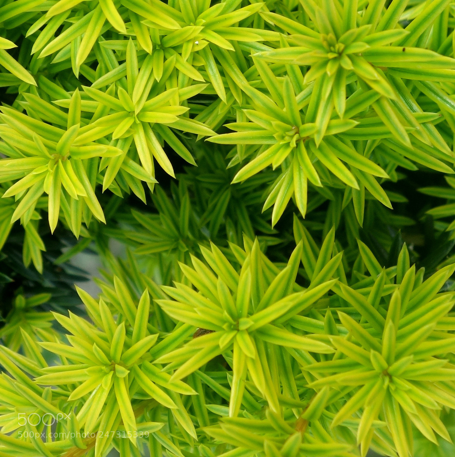 Sony Cyber-shot DSC-RX100 II sample photo. () cvp lot photography