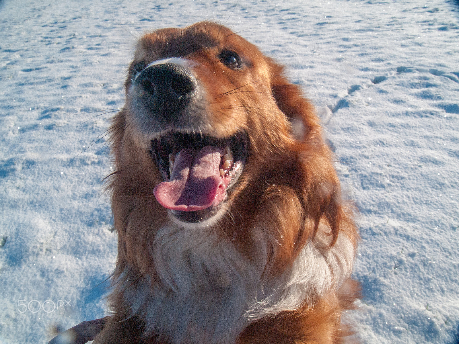 Olympus E-1 sample photo. Oscar in the snow no1 photography