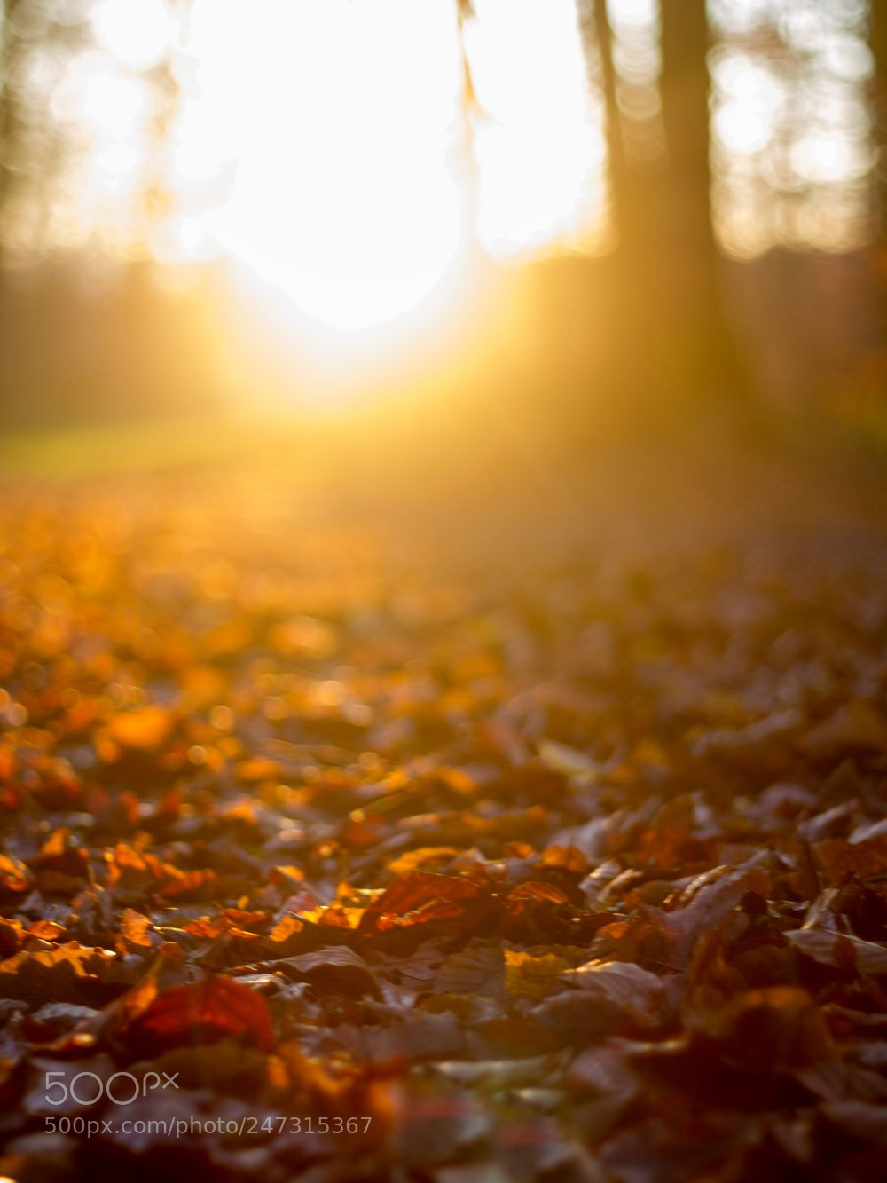Canon EOS 7D sample photo. Red path photography