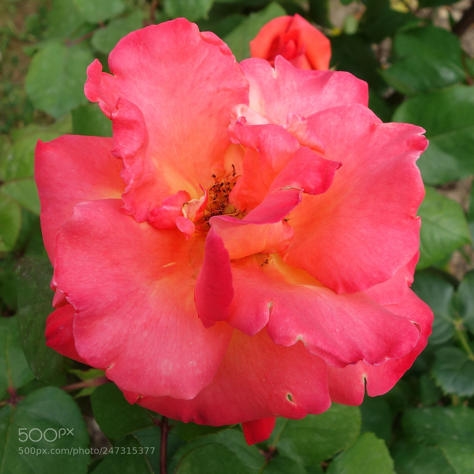 Sony Cyber-shot DSC-RX100 II sample photo. () cvp lot photography
