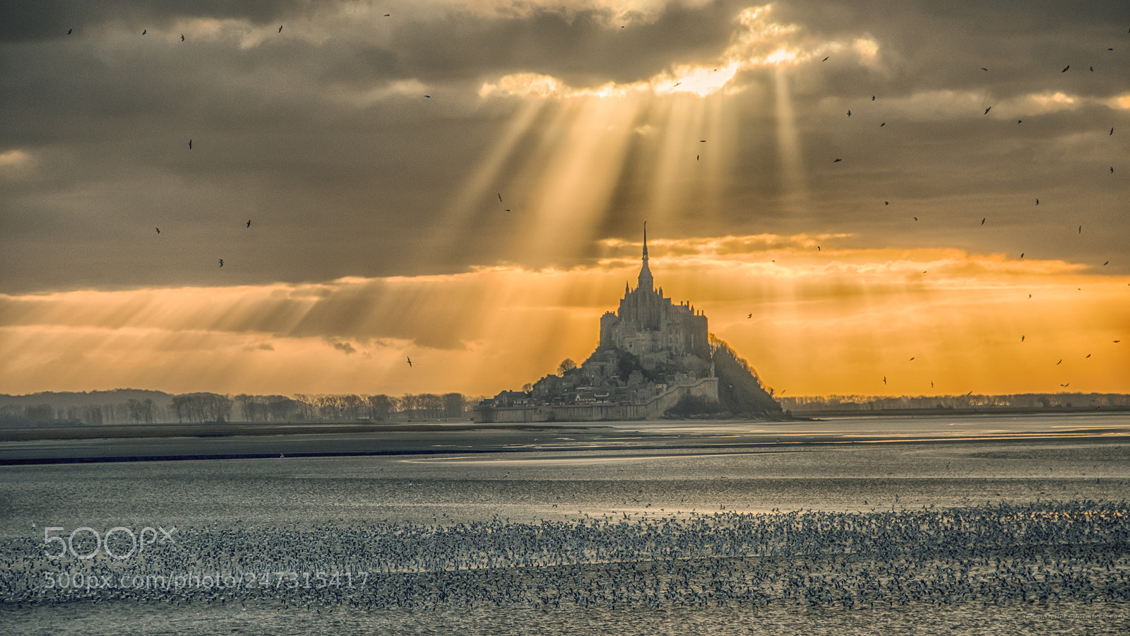 Nikon D850 sample photo. Des milliers d'oiseaux photography