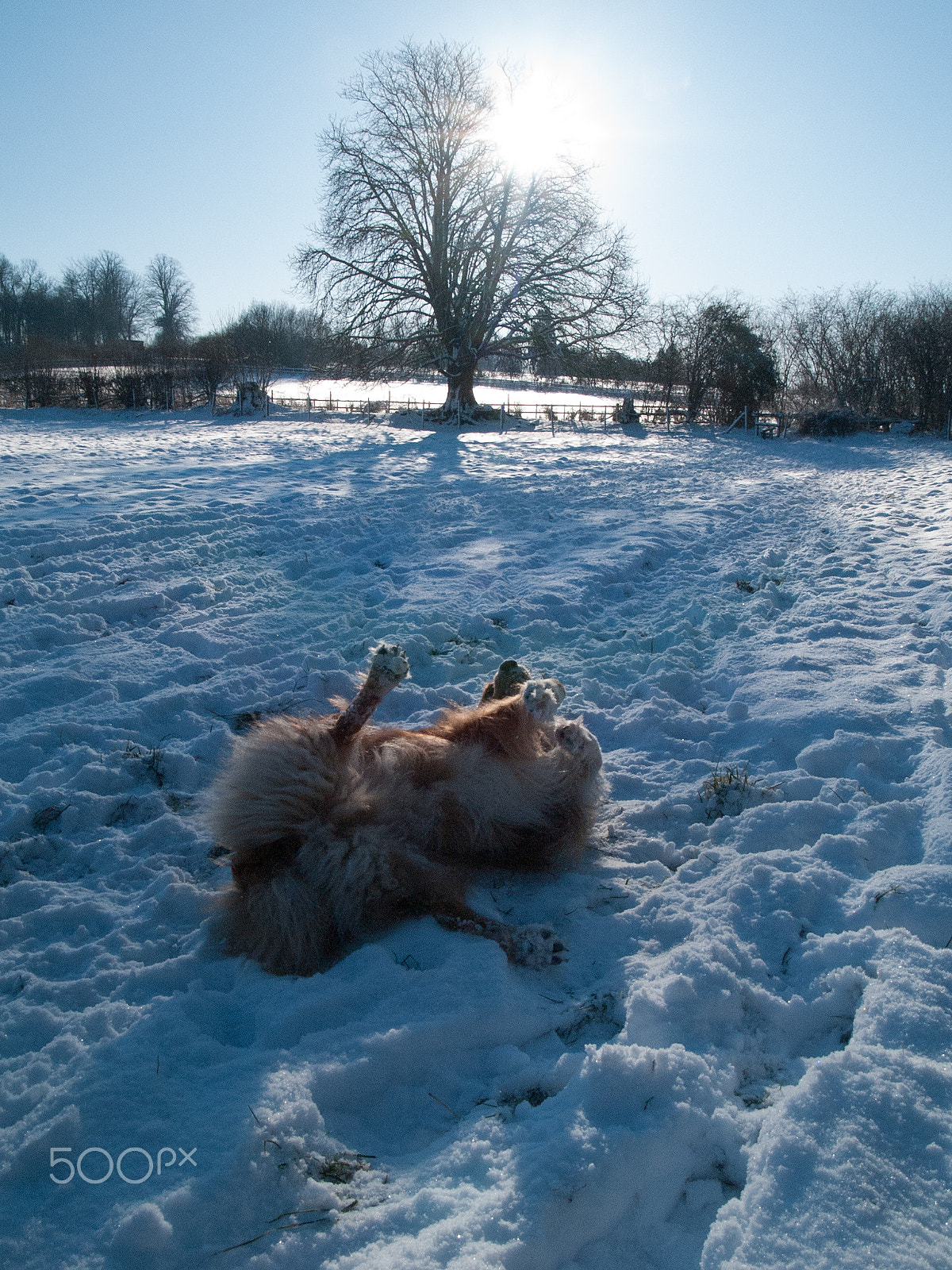 Olympus E-1 sample photo. Oscar in the snow no2 photography